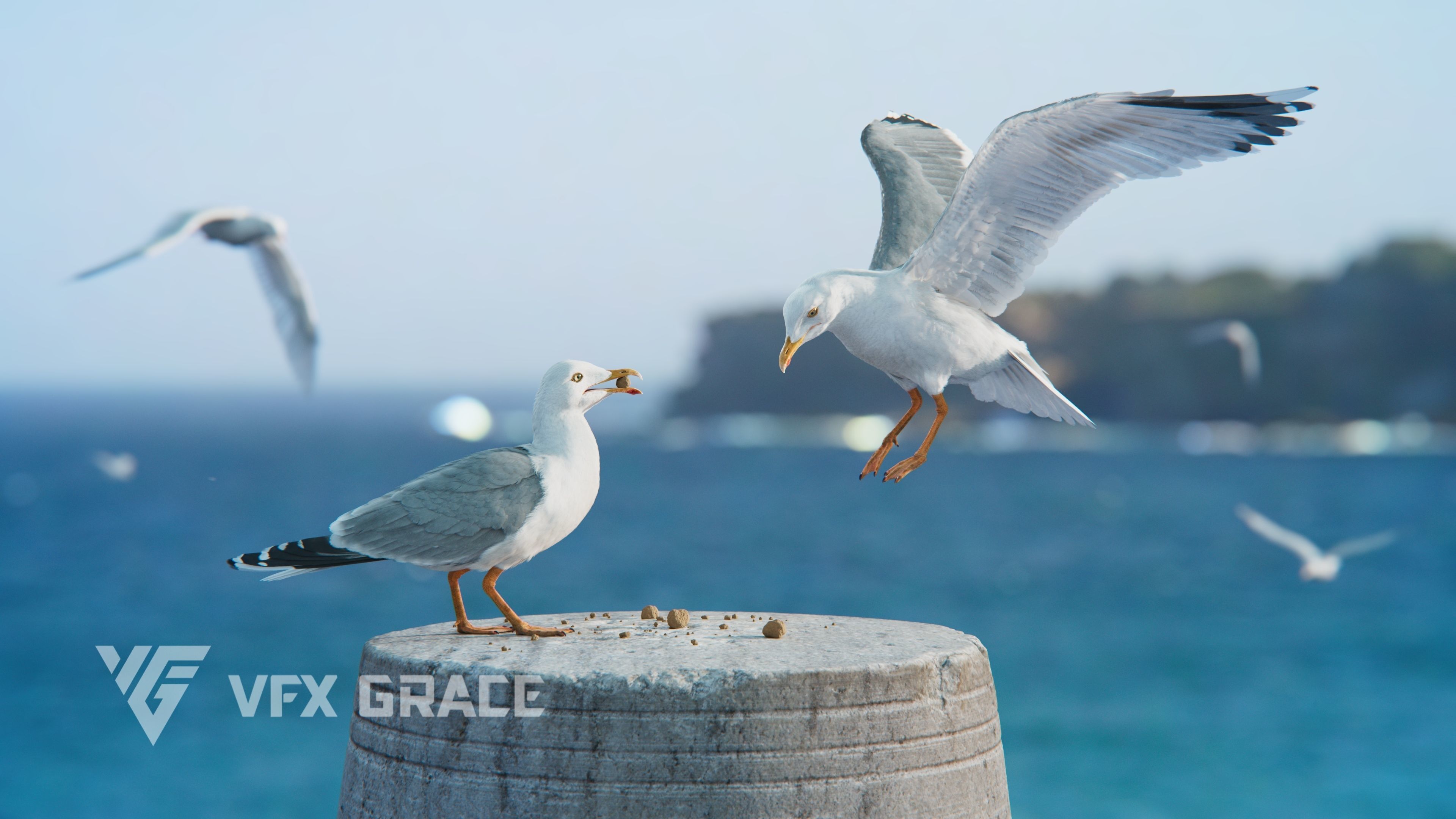Seagull Animation - VFX Grace 3D model_10