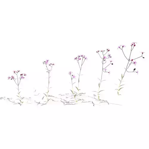 Ragged Robin Pack 3D model
