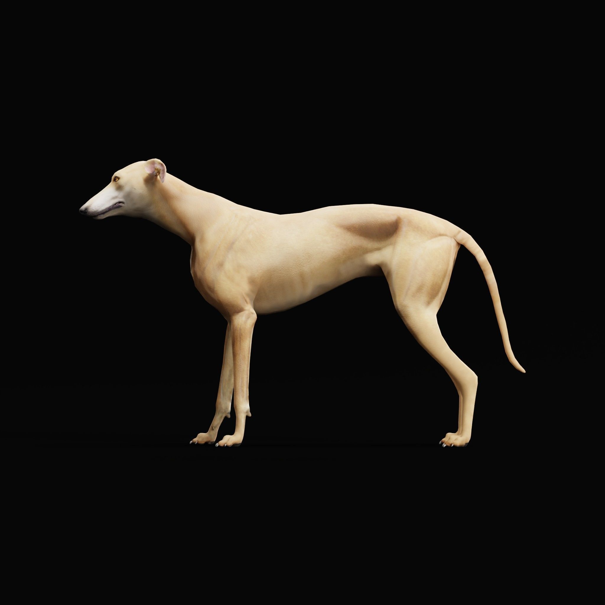 GreyHound Dog Breed Low-poly 3D model_28