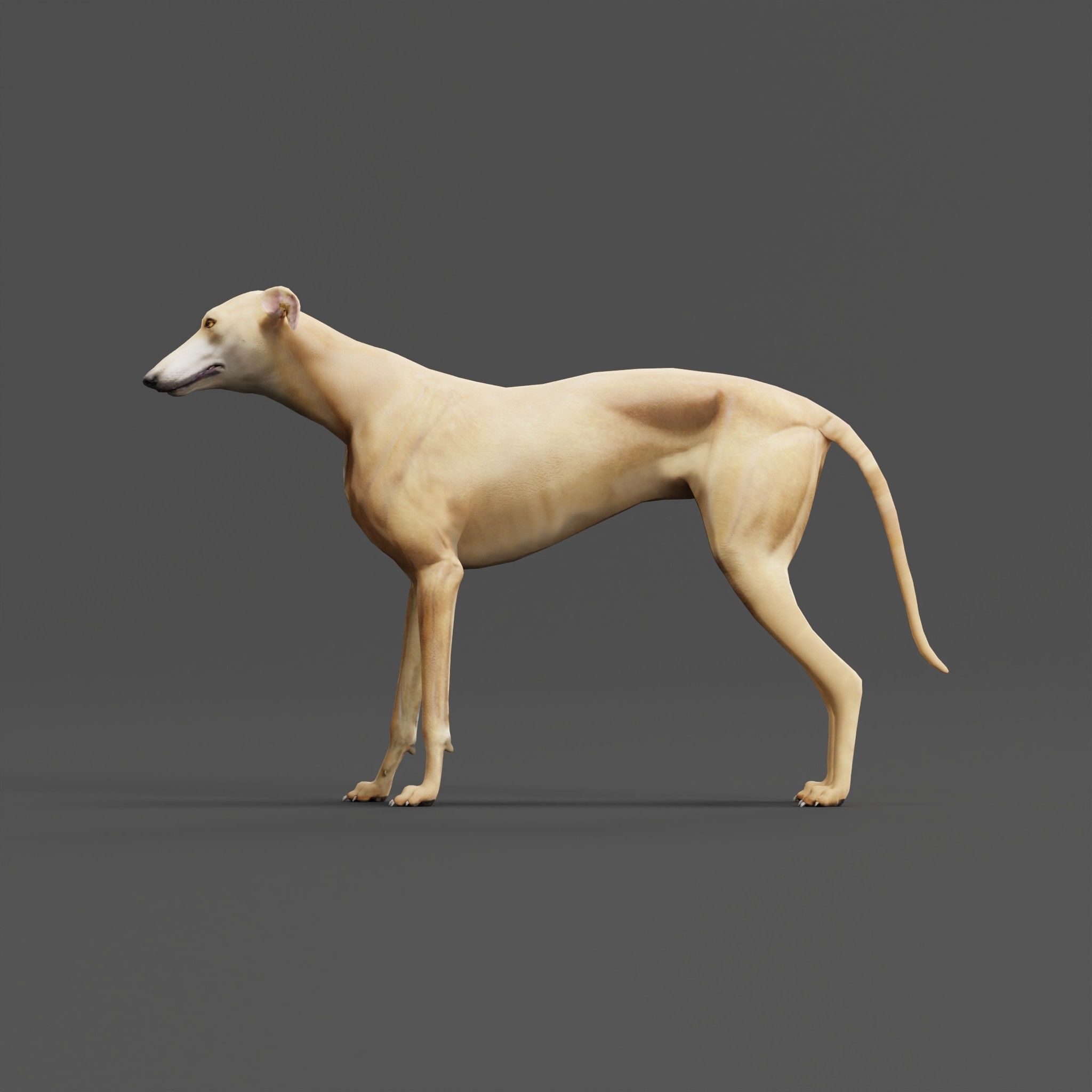 GreyHound Dog Breed Low-poly 3D model_25
