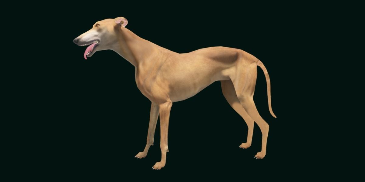 GreyHound Dog Breed Low-poly 3D model_15