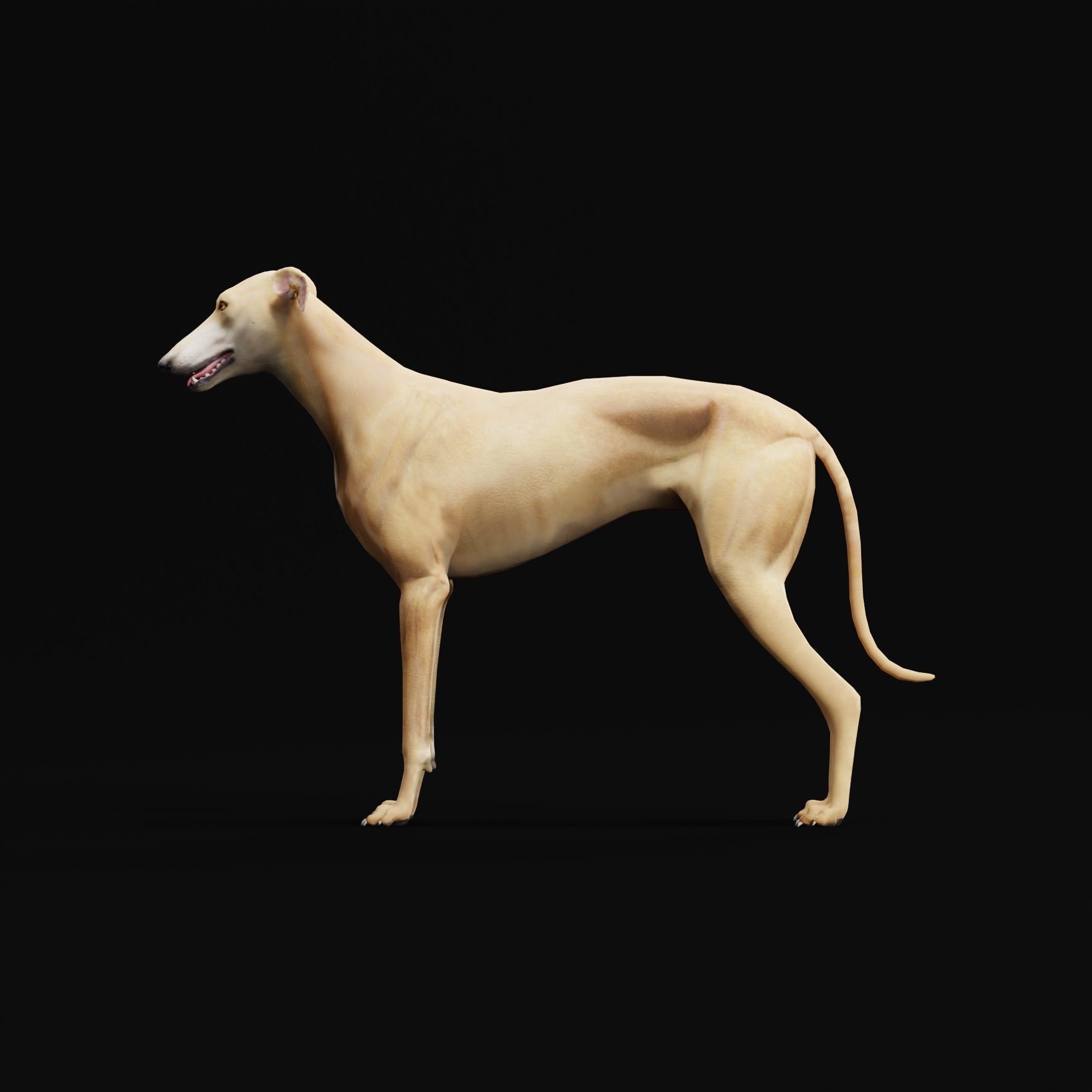 GreyHound Dog Breed Low-poly 3D model_23