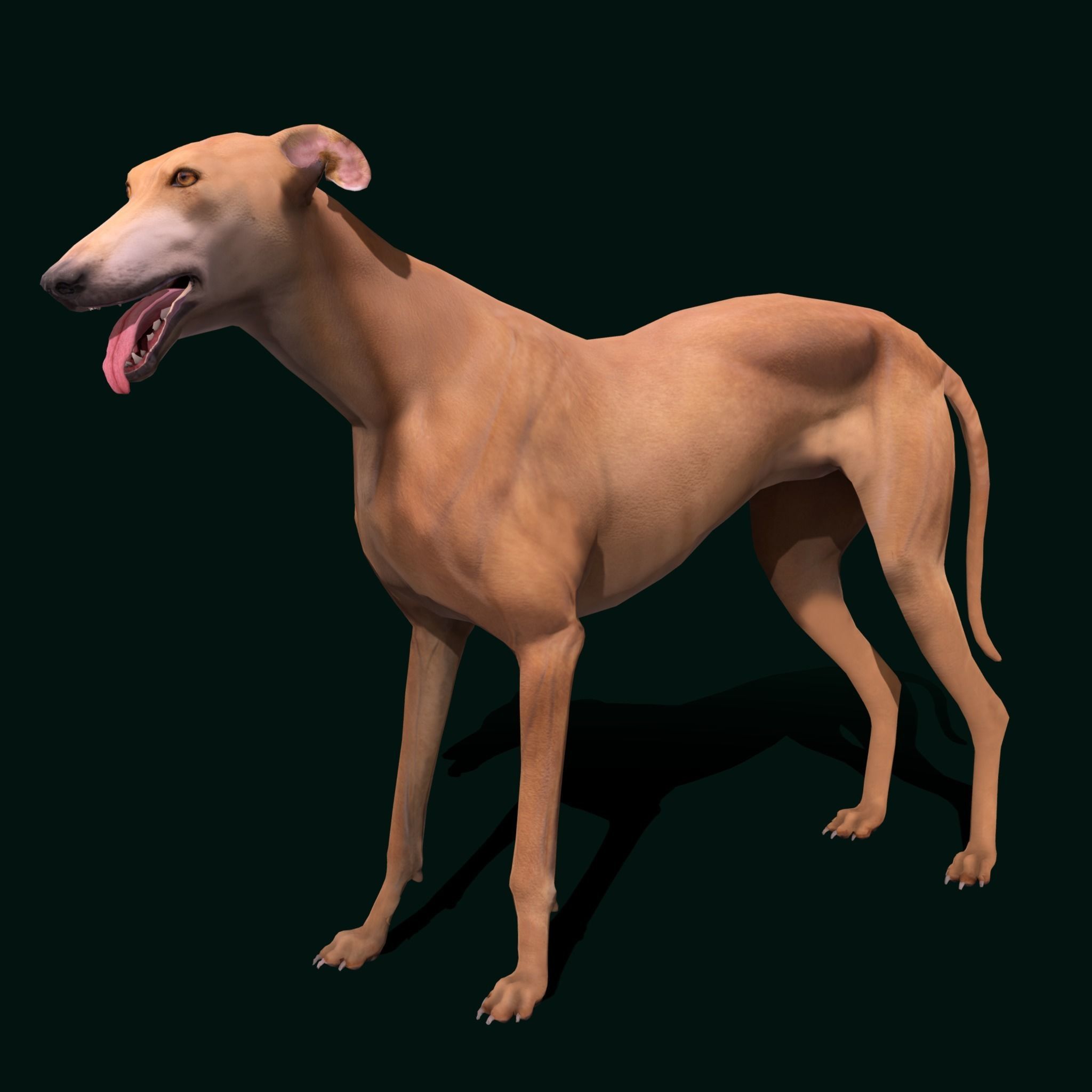 GreyHound Dog Breed Low-poly 3D model_11