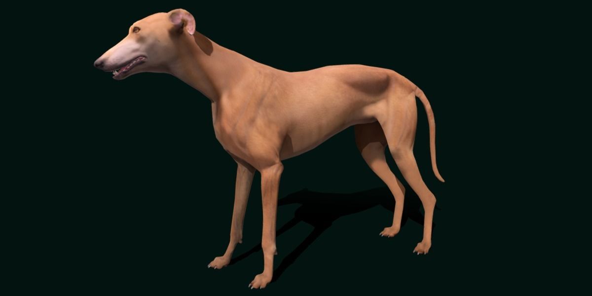 GreyHound Dog Breed Low-poly 3D model_20