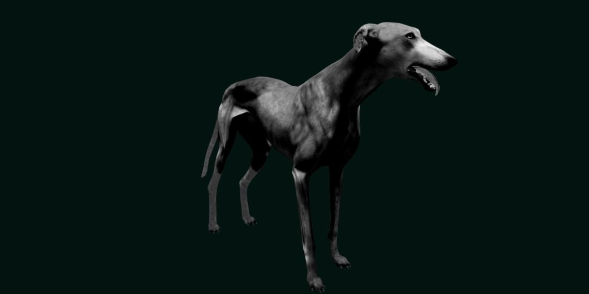 GreyHound Dog Breed Low-poly 3D model_19