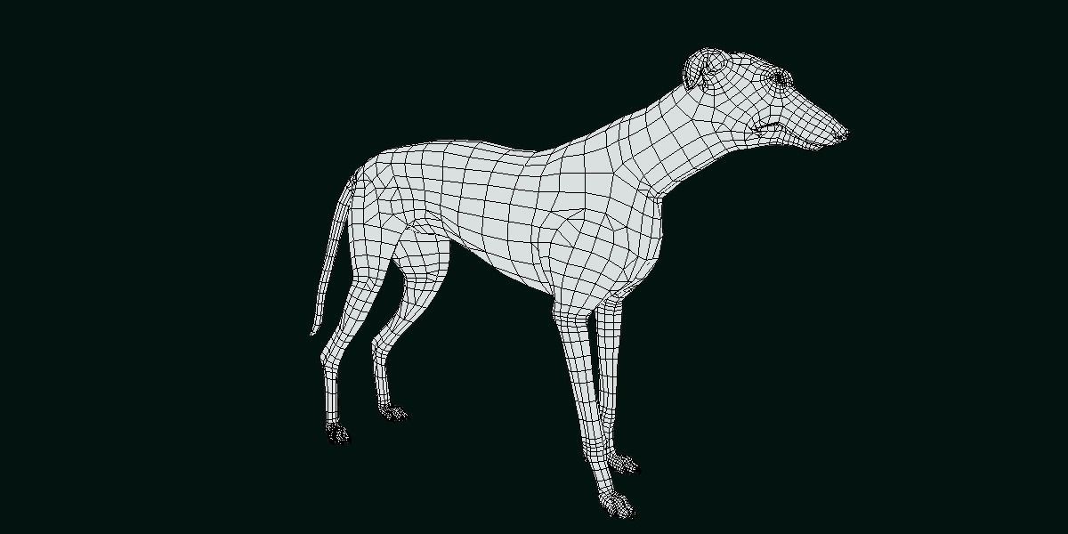 GreyHound Dog Breed Low-poly 3D model_5