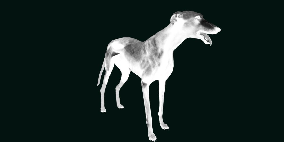 GreyHound Dog Breed Low-poly 3D model_18