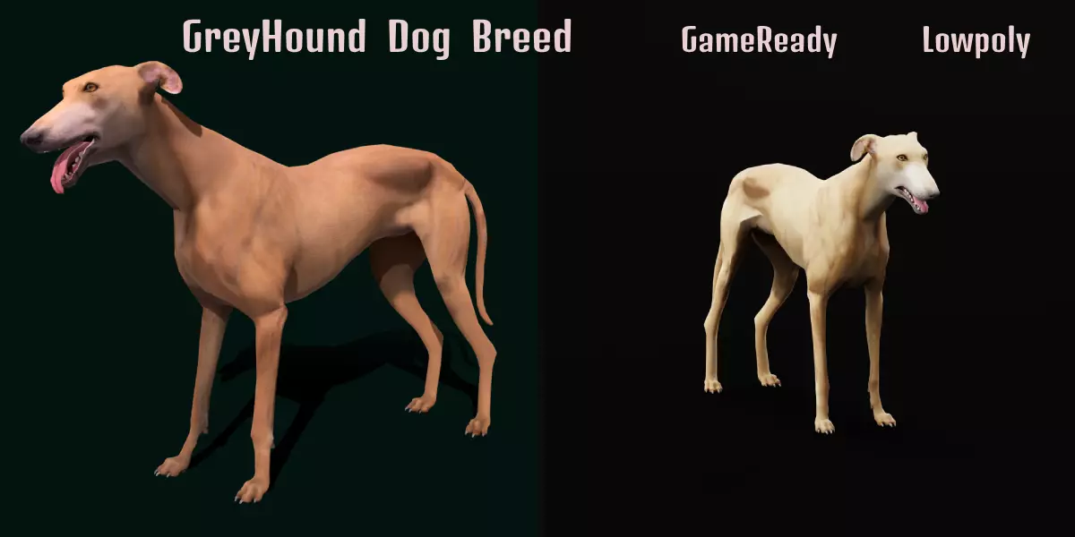 GreyHound Dog Breed Low-poly 3D model_0