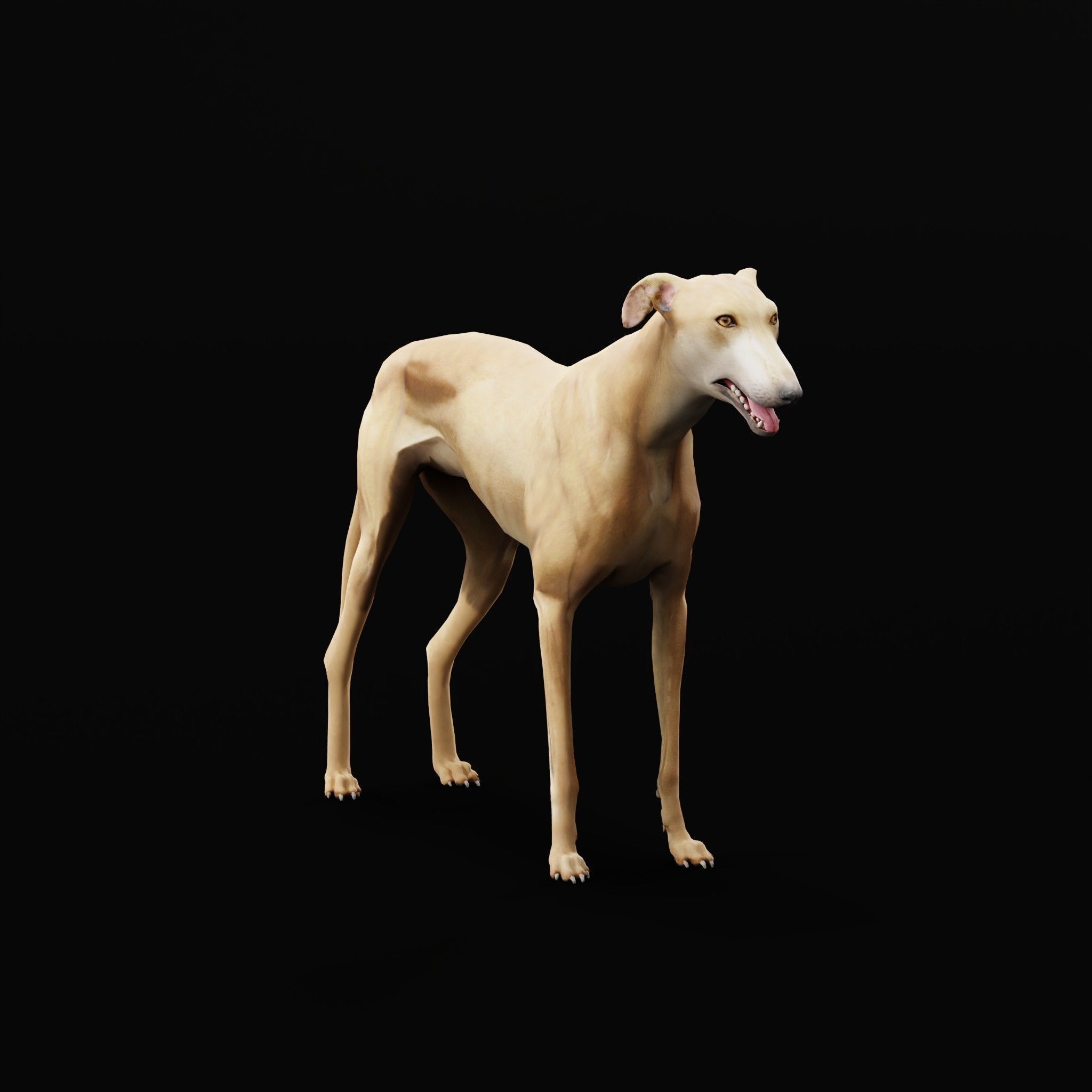 GreyHound Dog Breed Low-poly 3D model_24