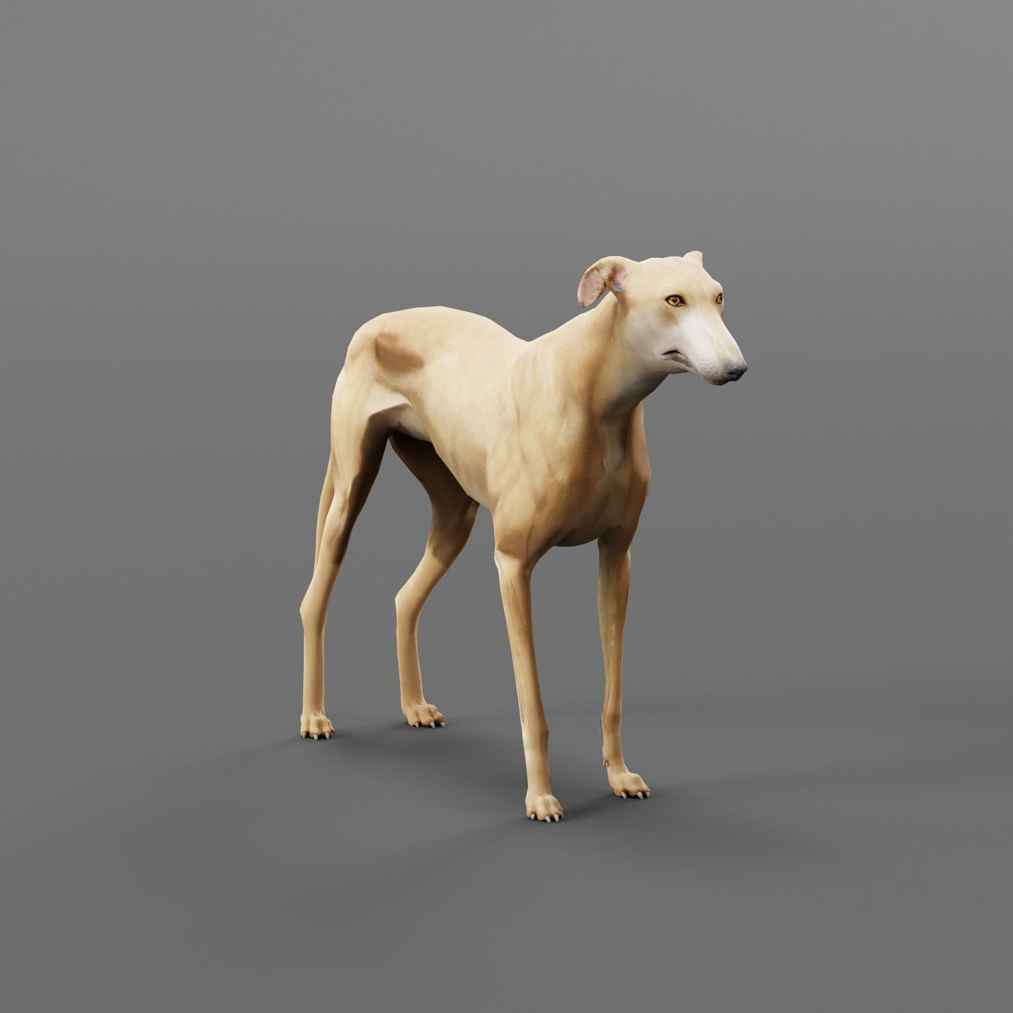GreyHound Dog Breed Low-poly 3D model_27