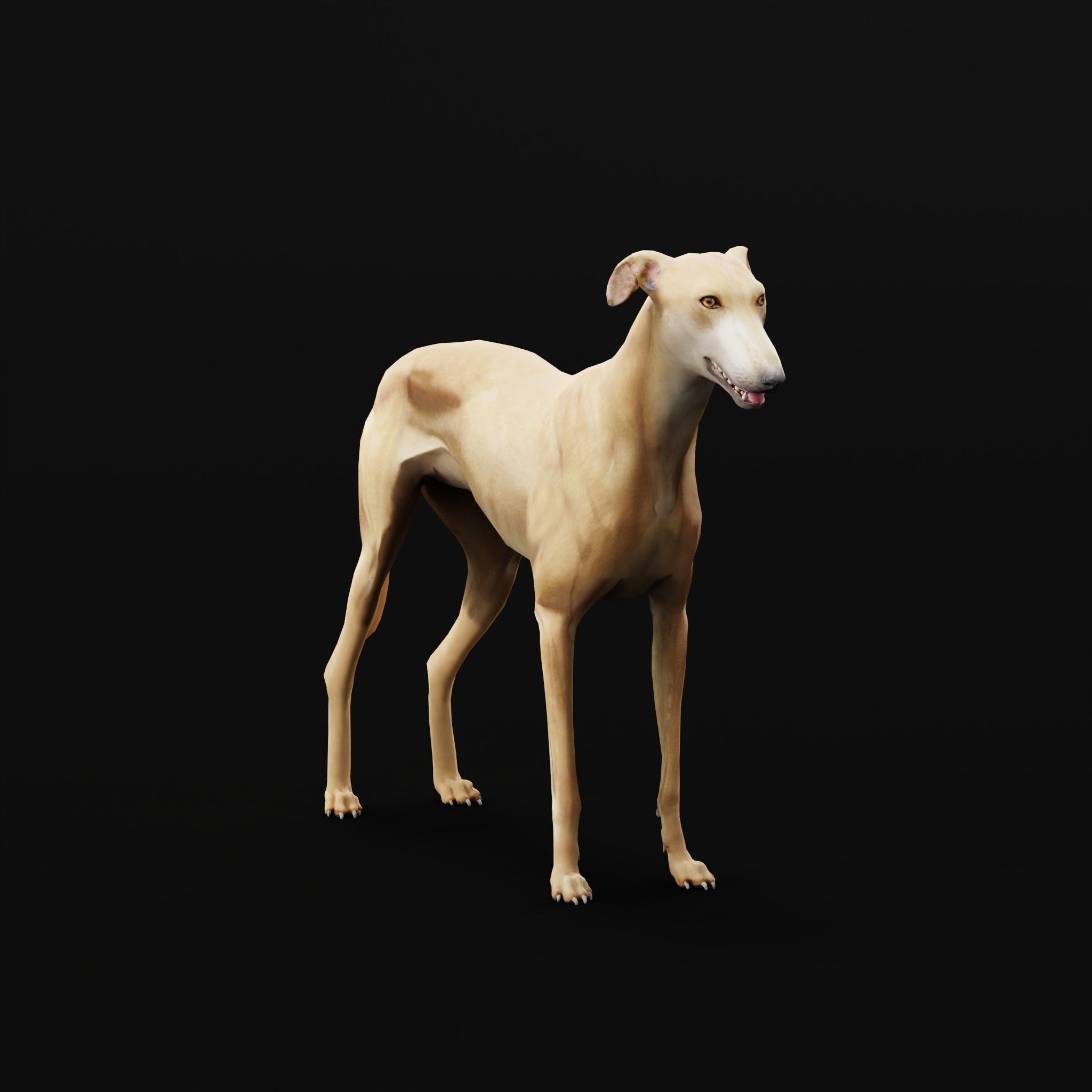 GreyHound Dog Breed Low-poly 3D model_21