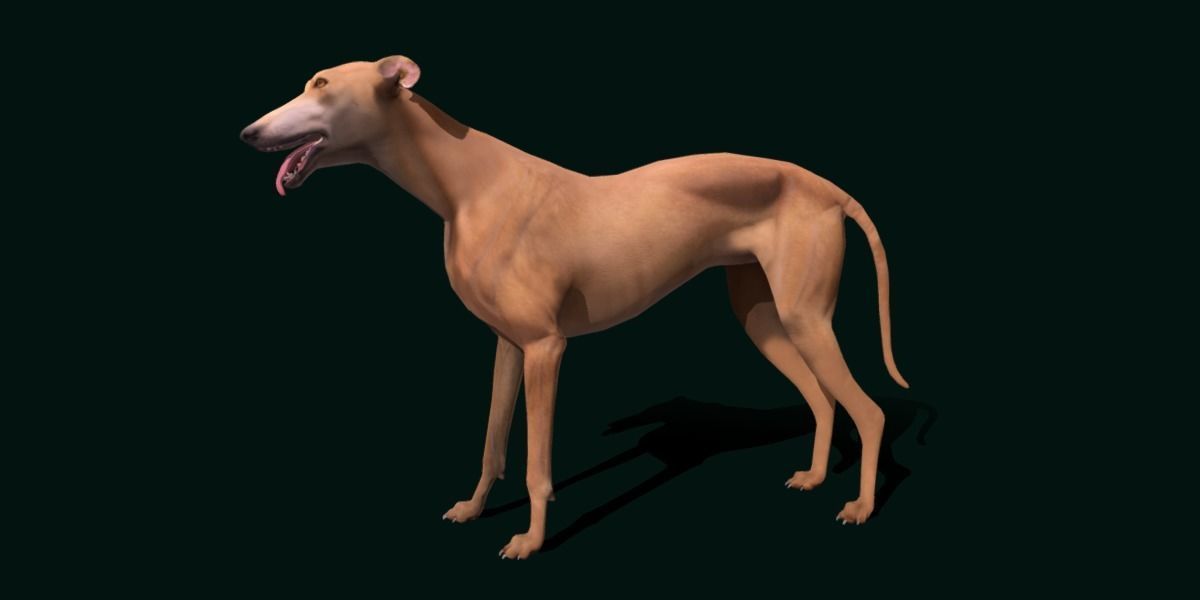 GreyHound Dog Breed Low-poly 3D model_12