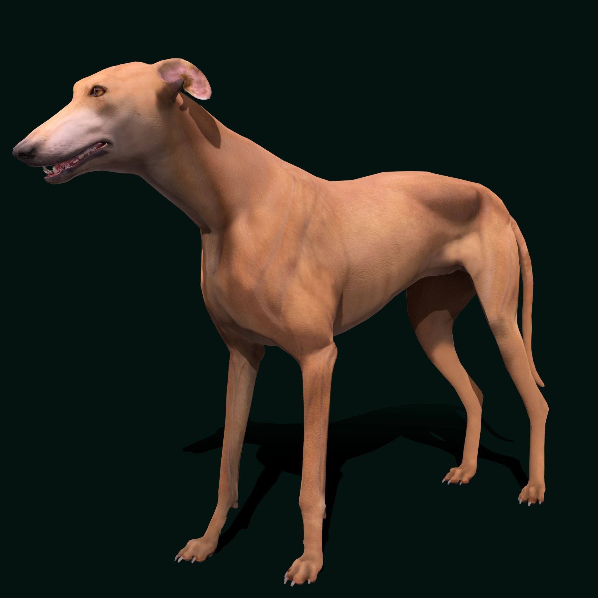 GreyHound Dog Breed Low-poly 3D model_10