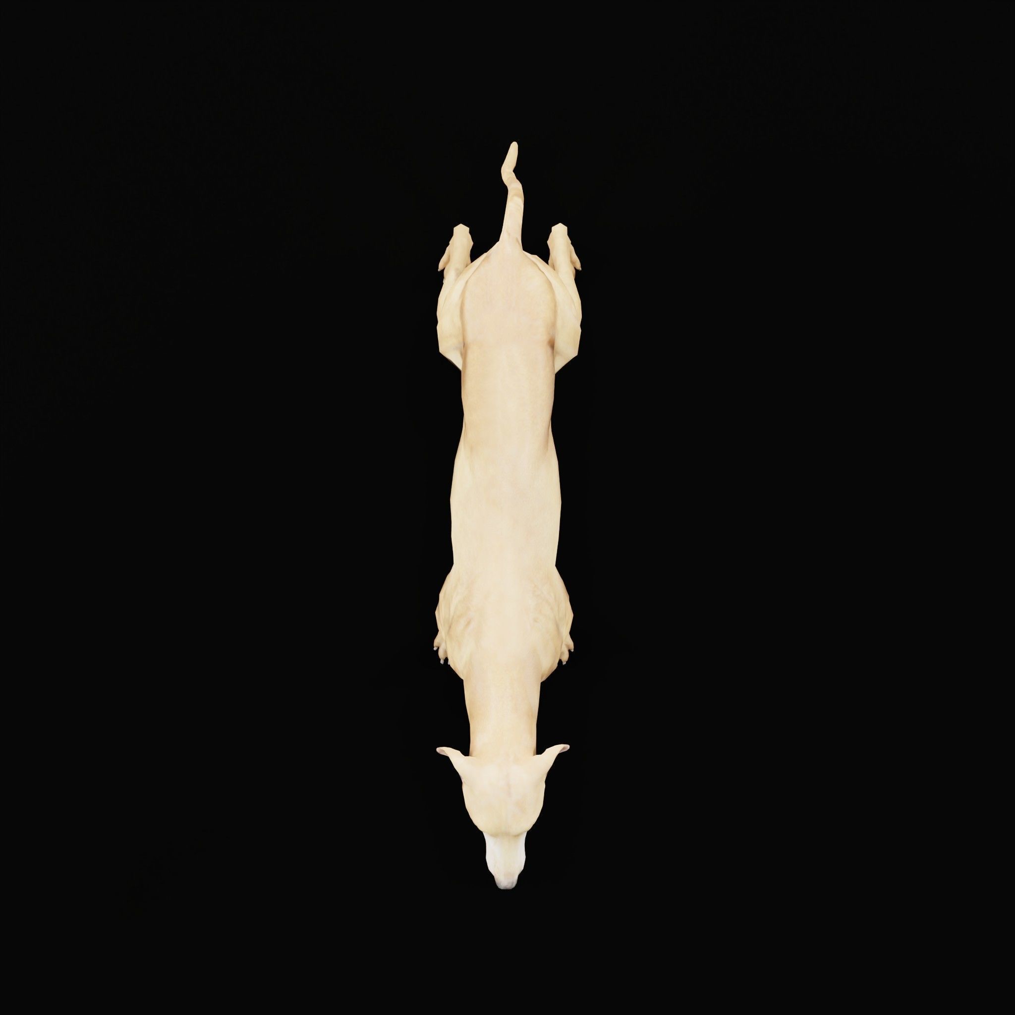 GreyHound Dog Breed Low-poly 3D model_26