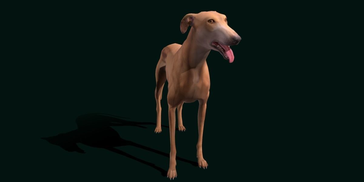 GreyHound Dog Breed Low-poly 3D model_2