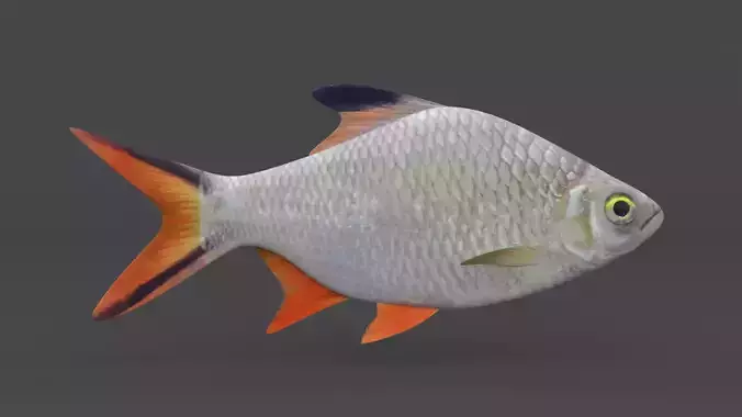 Tinfoil Barb Fish 3D model
