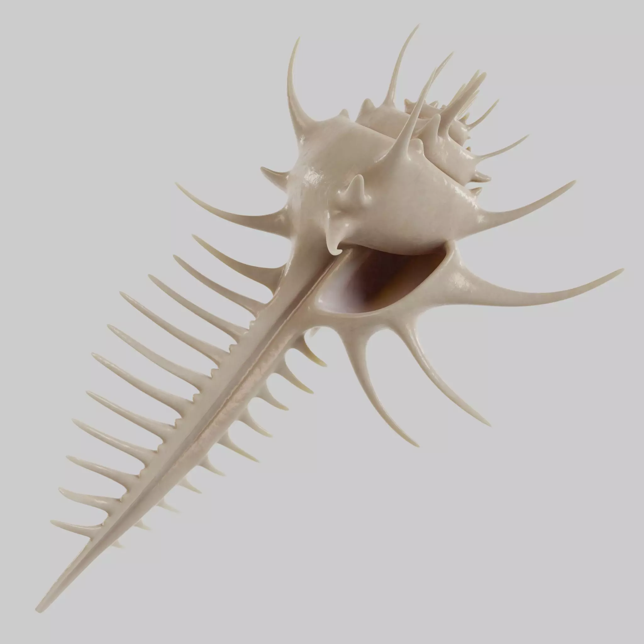 Murex shell Low-poly 3D model_0