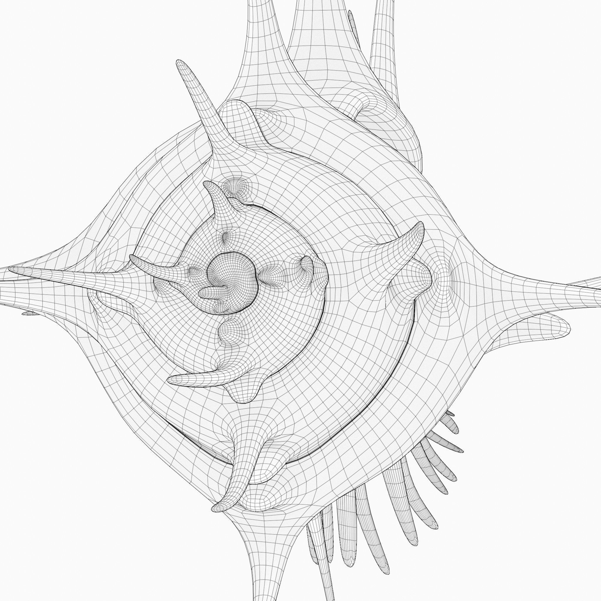 Murex shell Low-poly 3D model_7