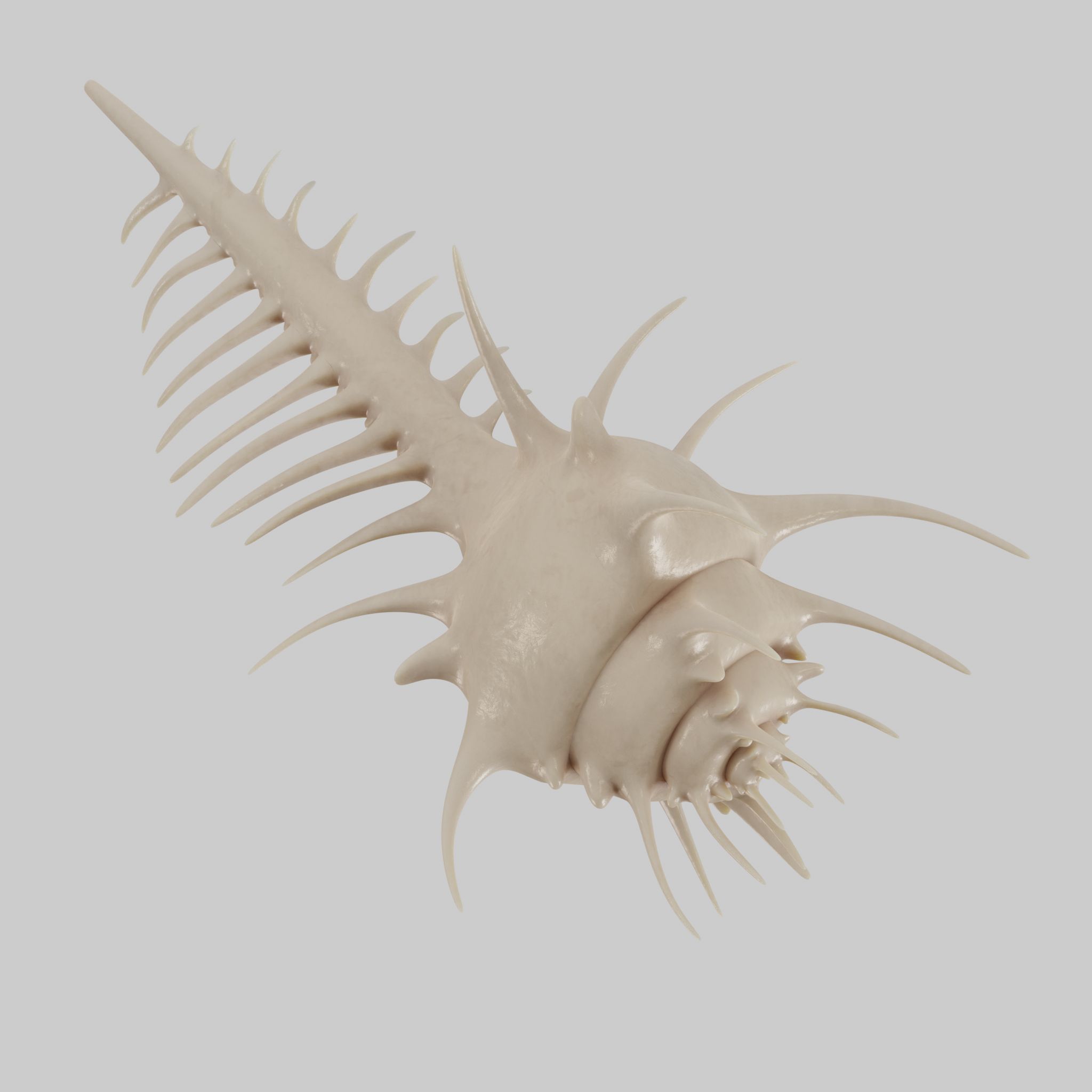 Murex shell Low-poly 3D model_2
