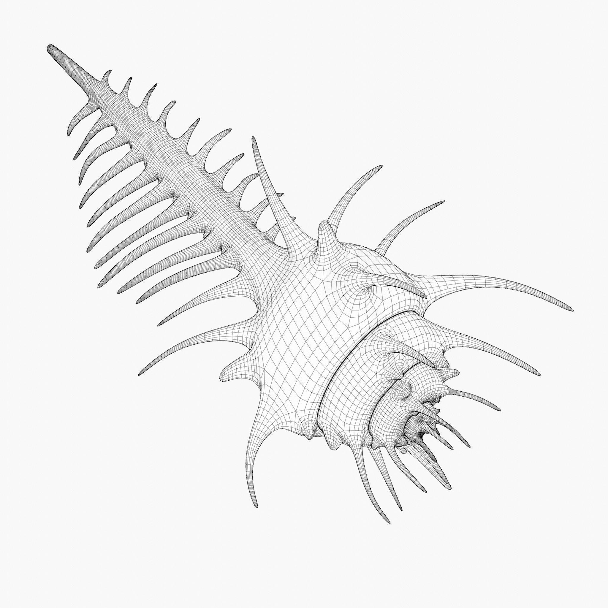 Murex shell Low-poly 3D model_3