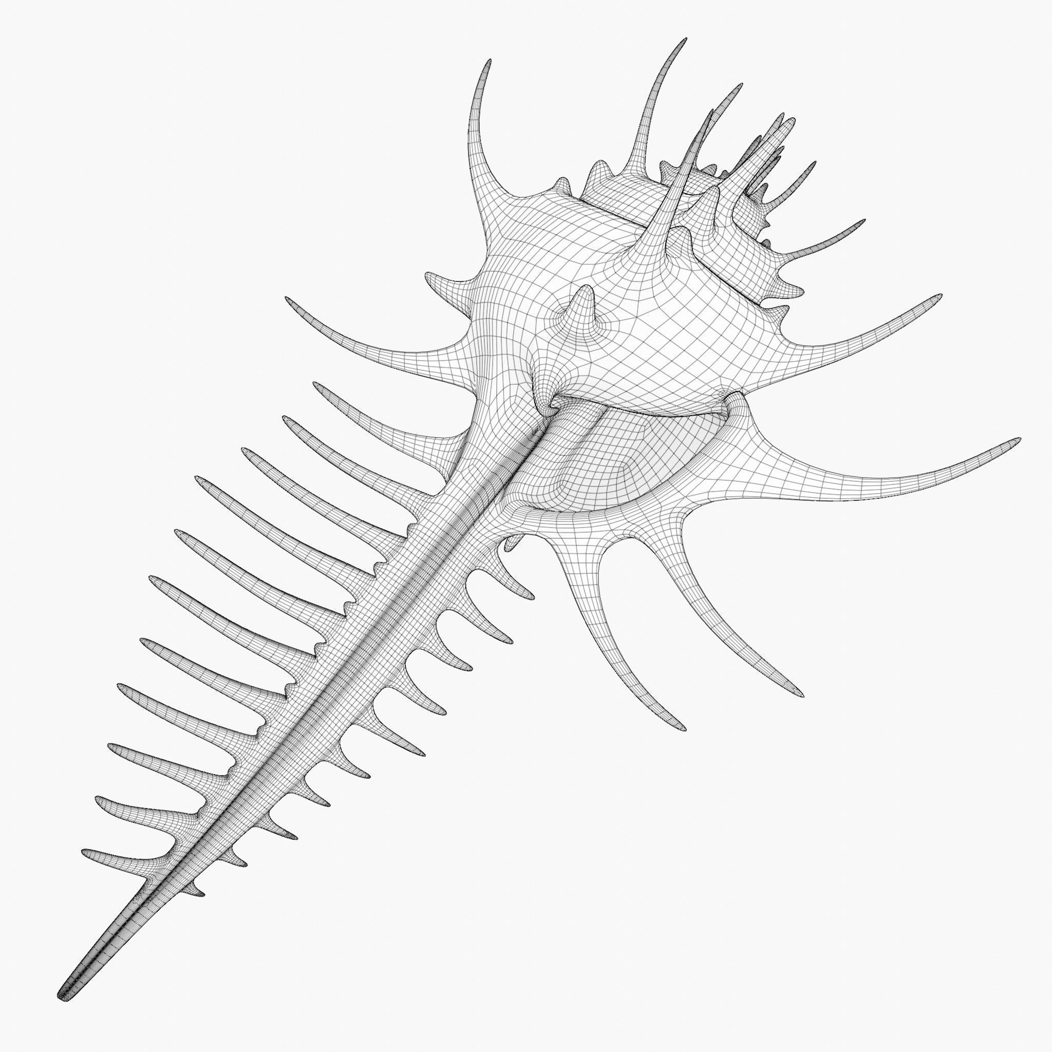 Murex shell Low-poly 3D model_1