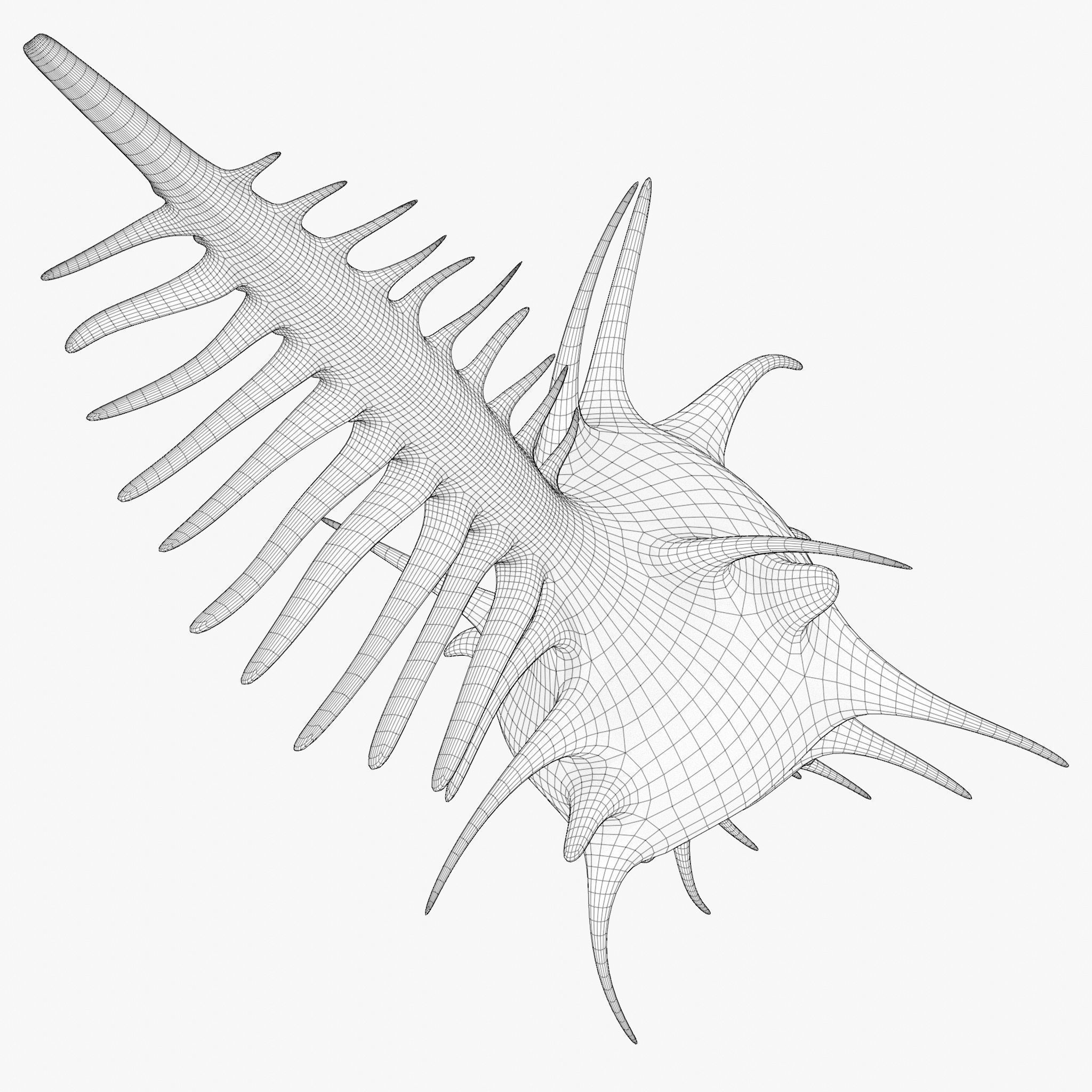 Murex shell Low-poly 3D model_5