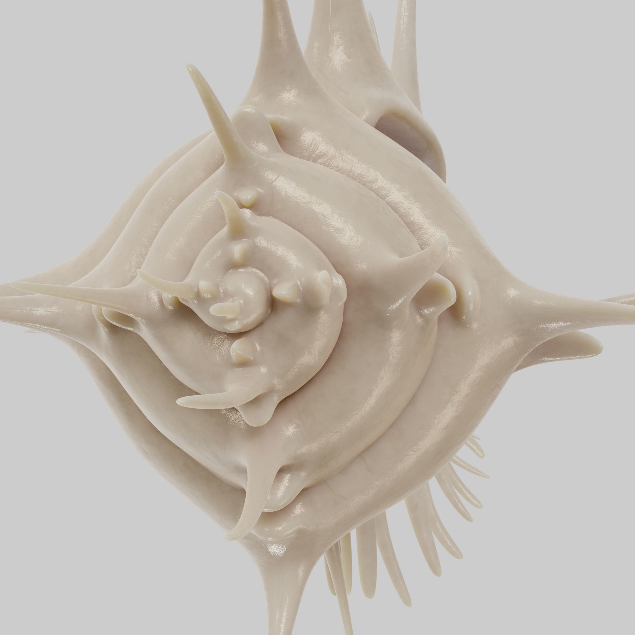 Murex shell Low-poly 3D model_6