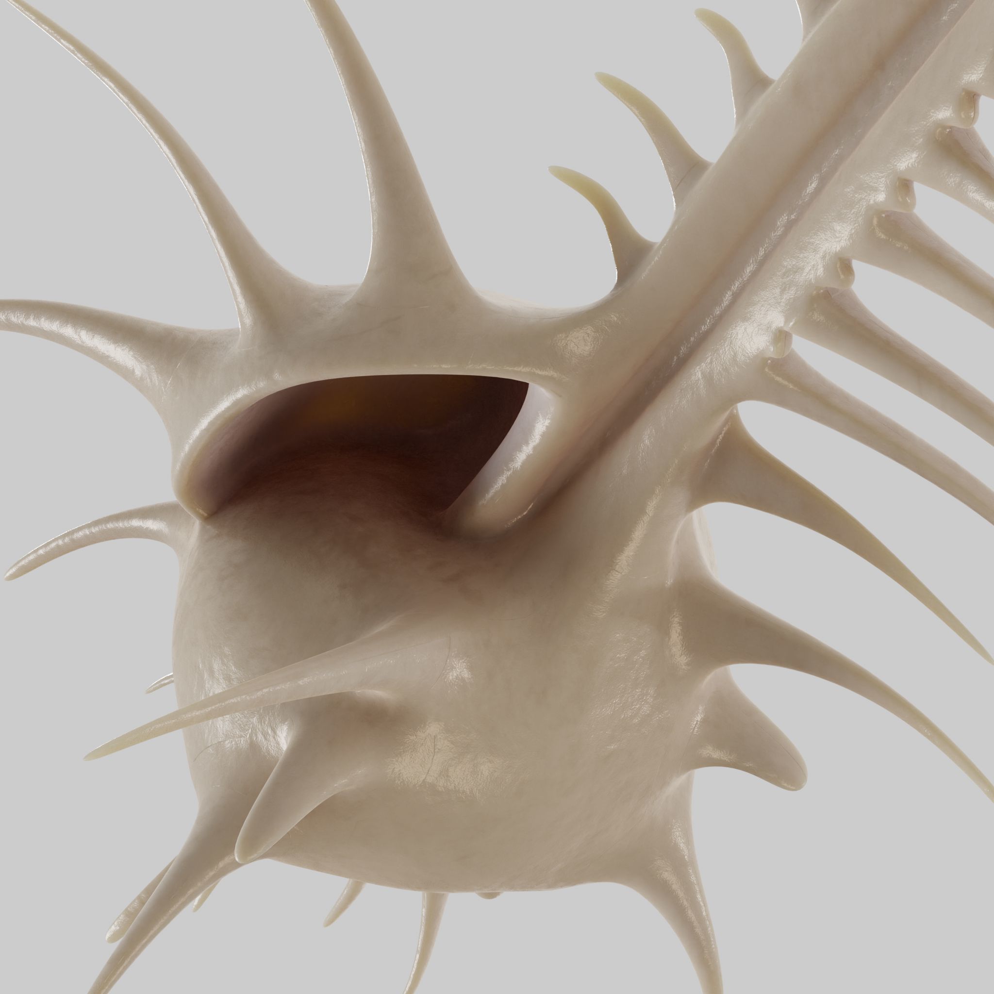 Murex shell Low-poly 3D model_8