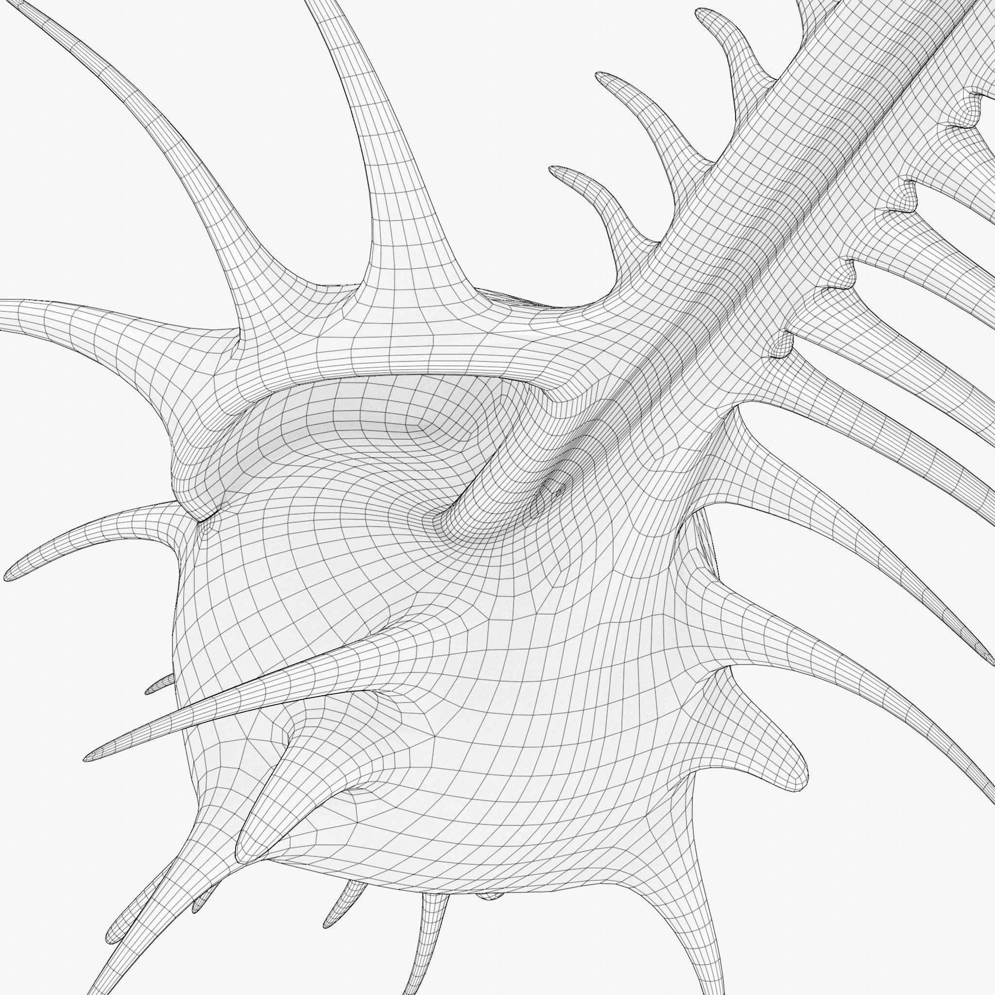 Murex shell Low-poly 3D model_9