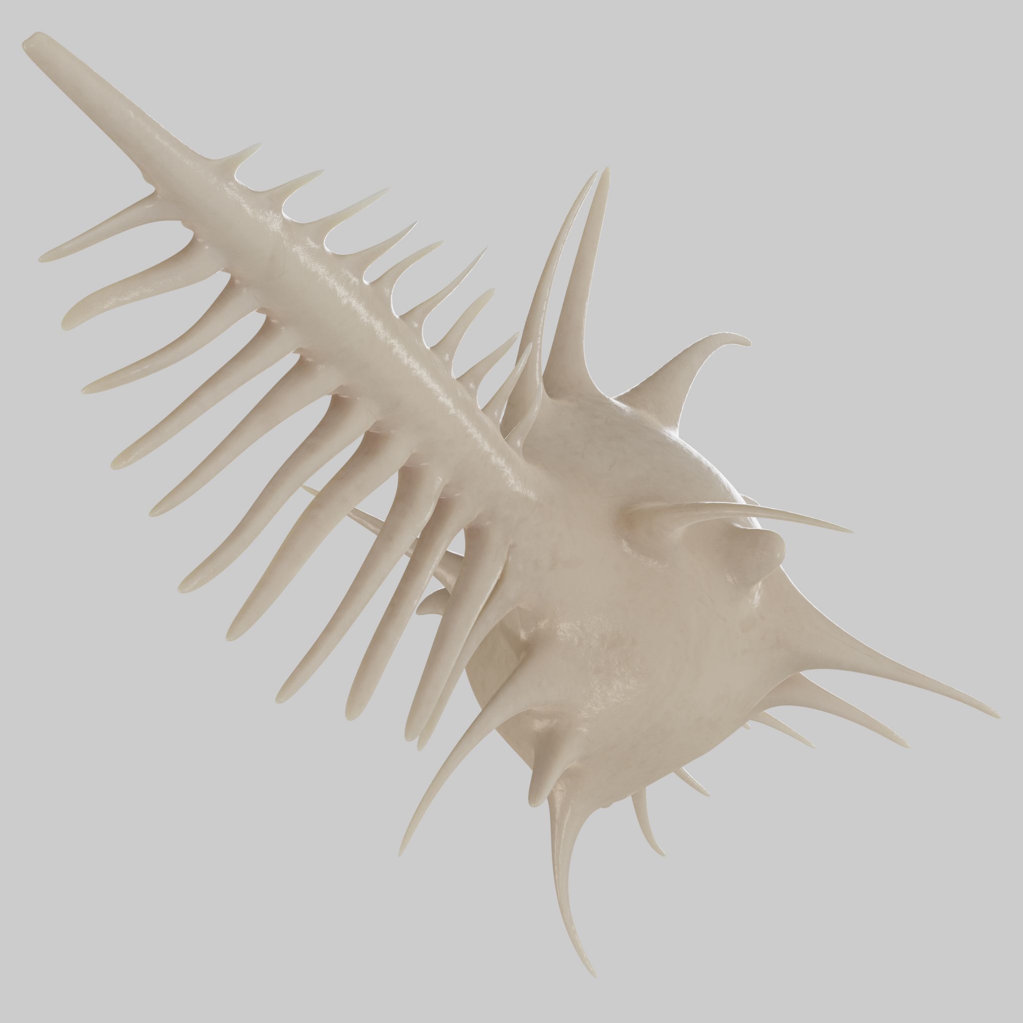 Murex shell Low-poly 3D model_4