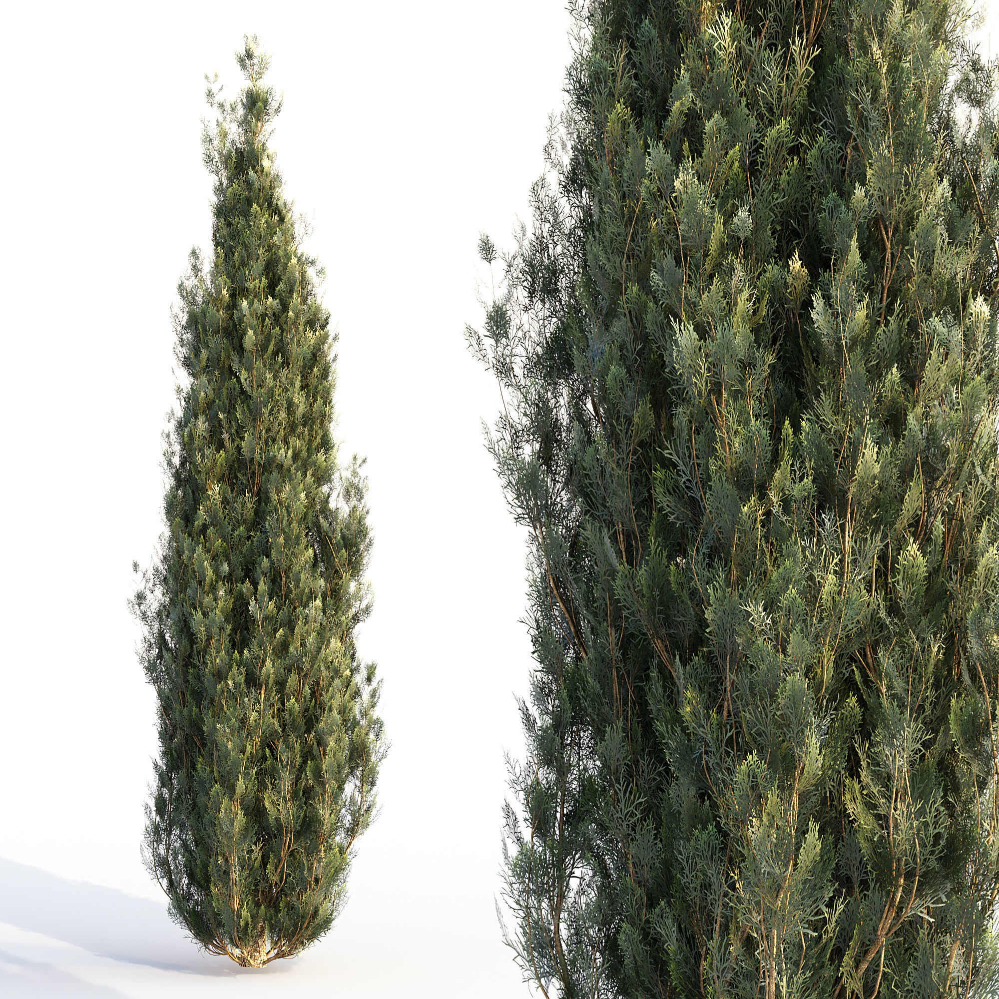 Bushes and Hedges Collection 3D model_1