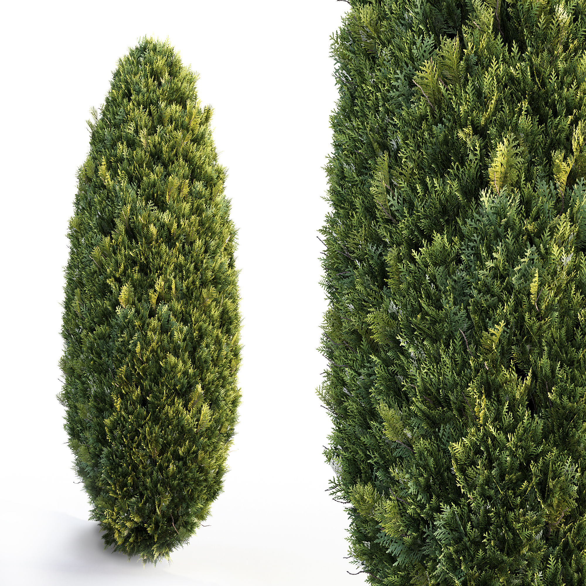 Bushes and Hedges Collection 3D model_10