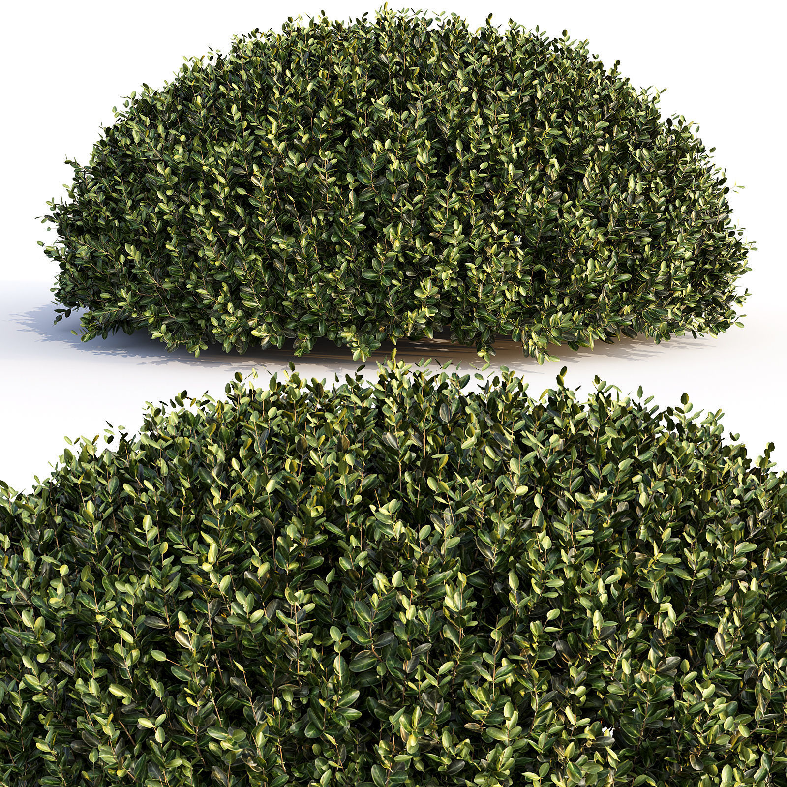 Bushes and Hedges Collection 3D model_8