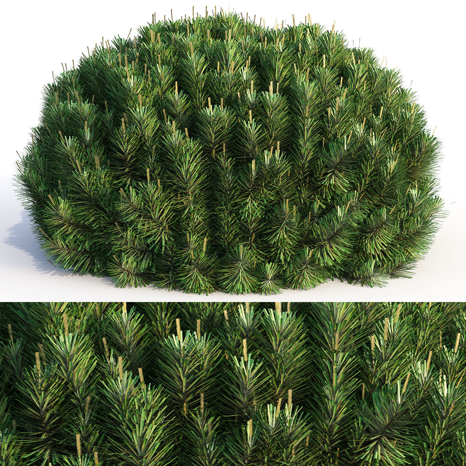 Bushes and Hedges Collection 3D model_7