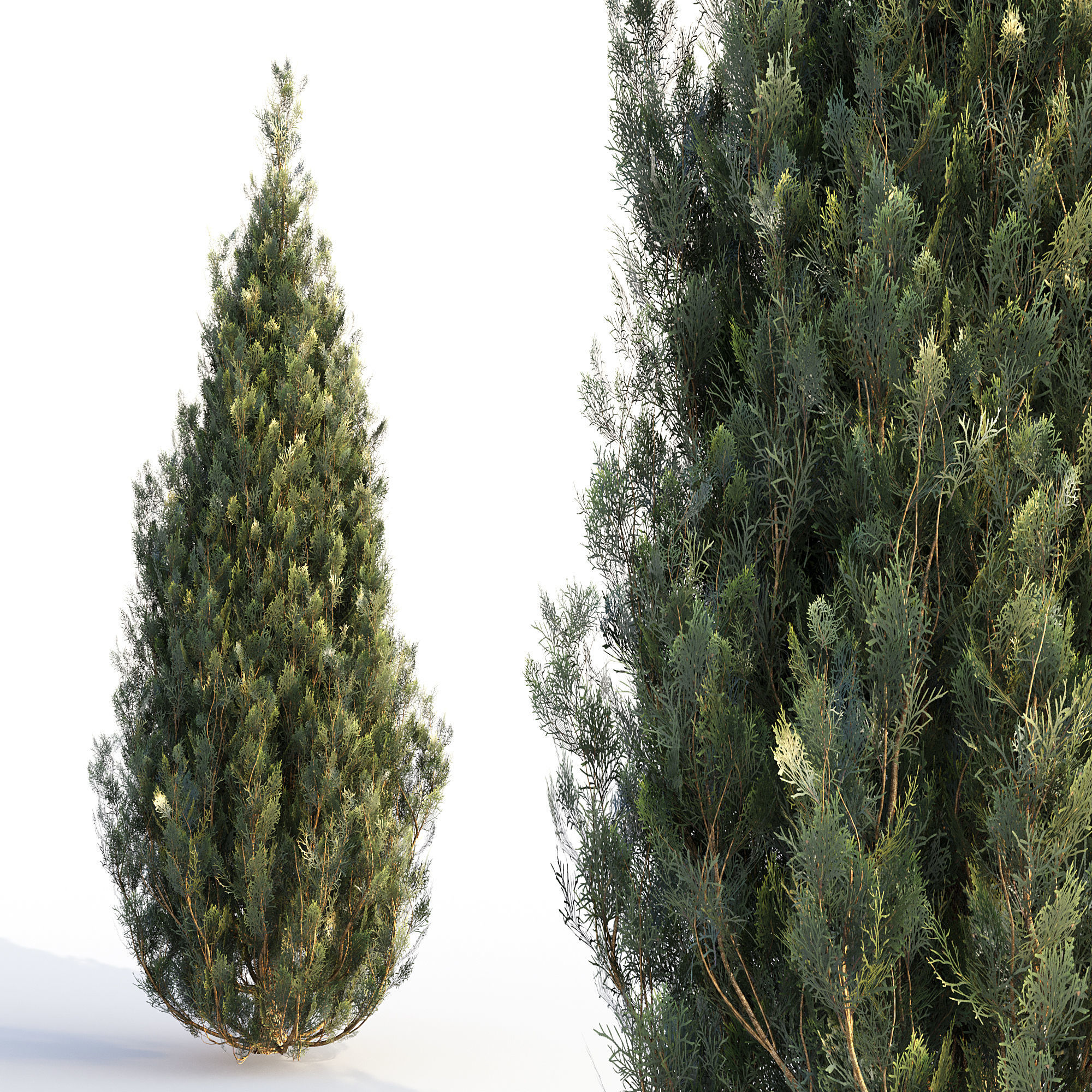 Bushes and Hedges Collection 3D model_5