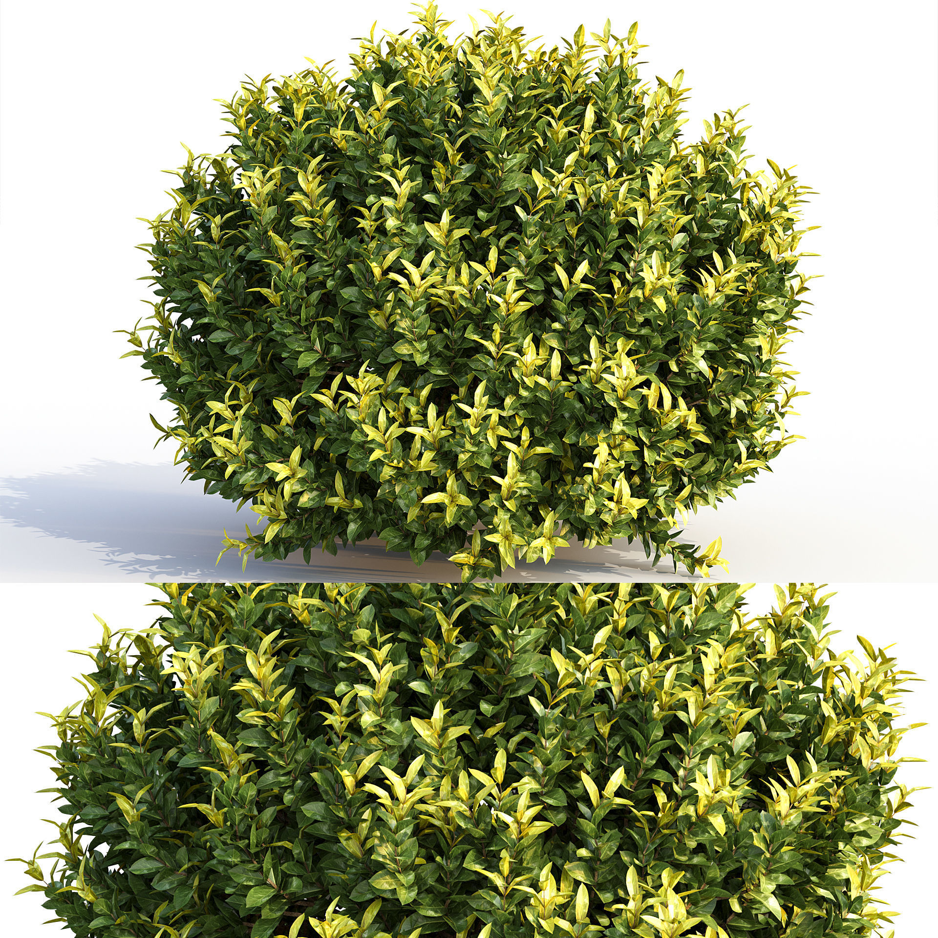 Bushes and Hedges Collection 3D model_17