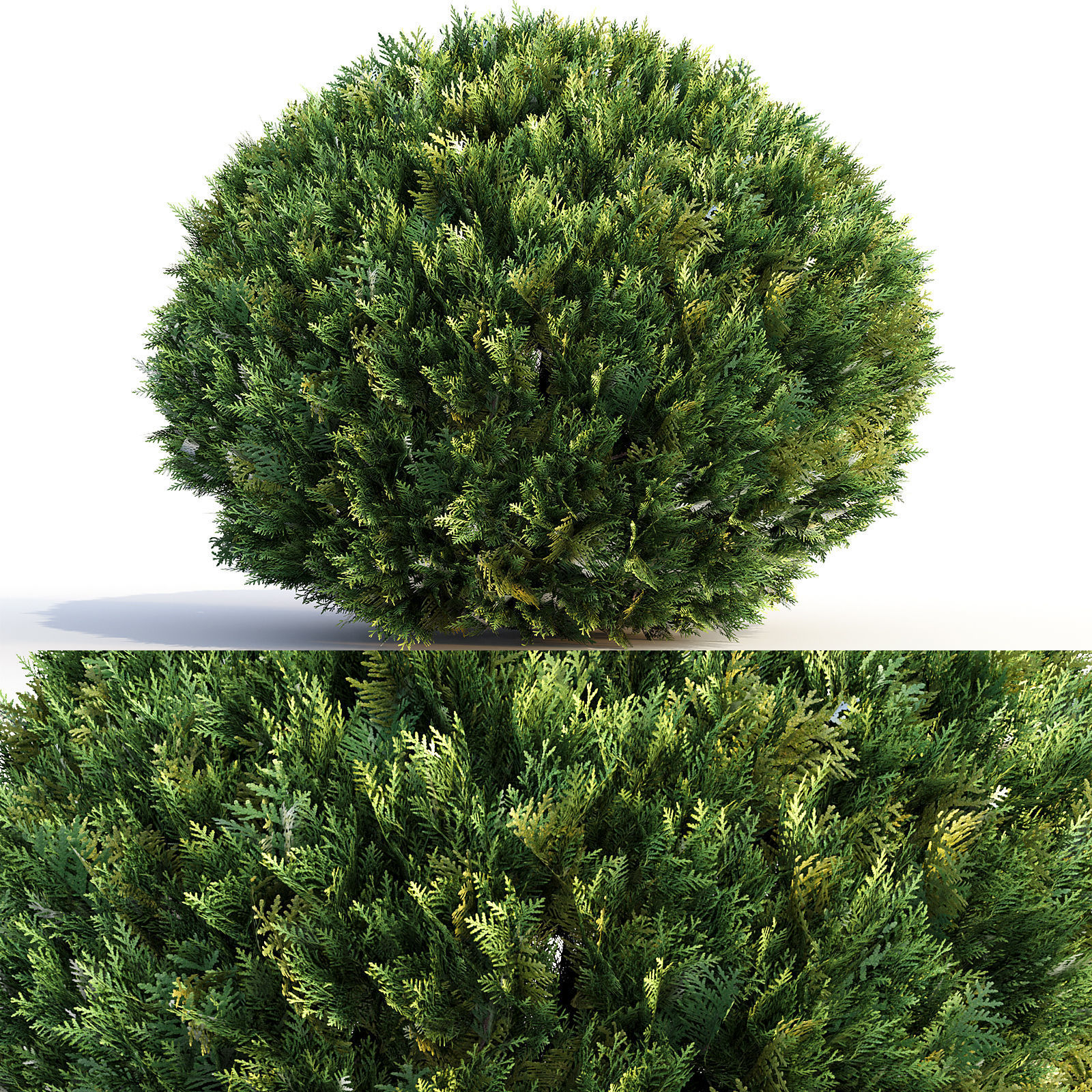 Bushes and Hedges Collection 3D model_15