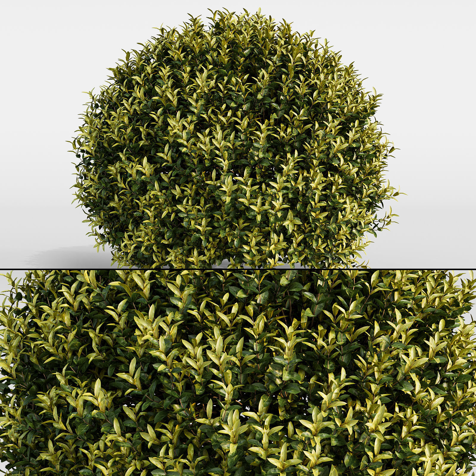 Bushes and Hedges Collection 3D model_16