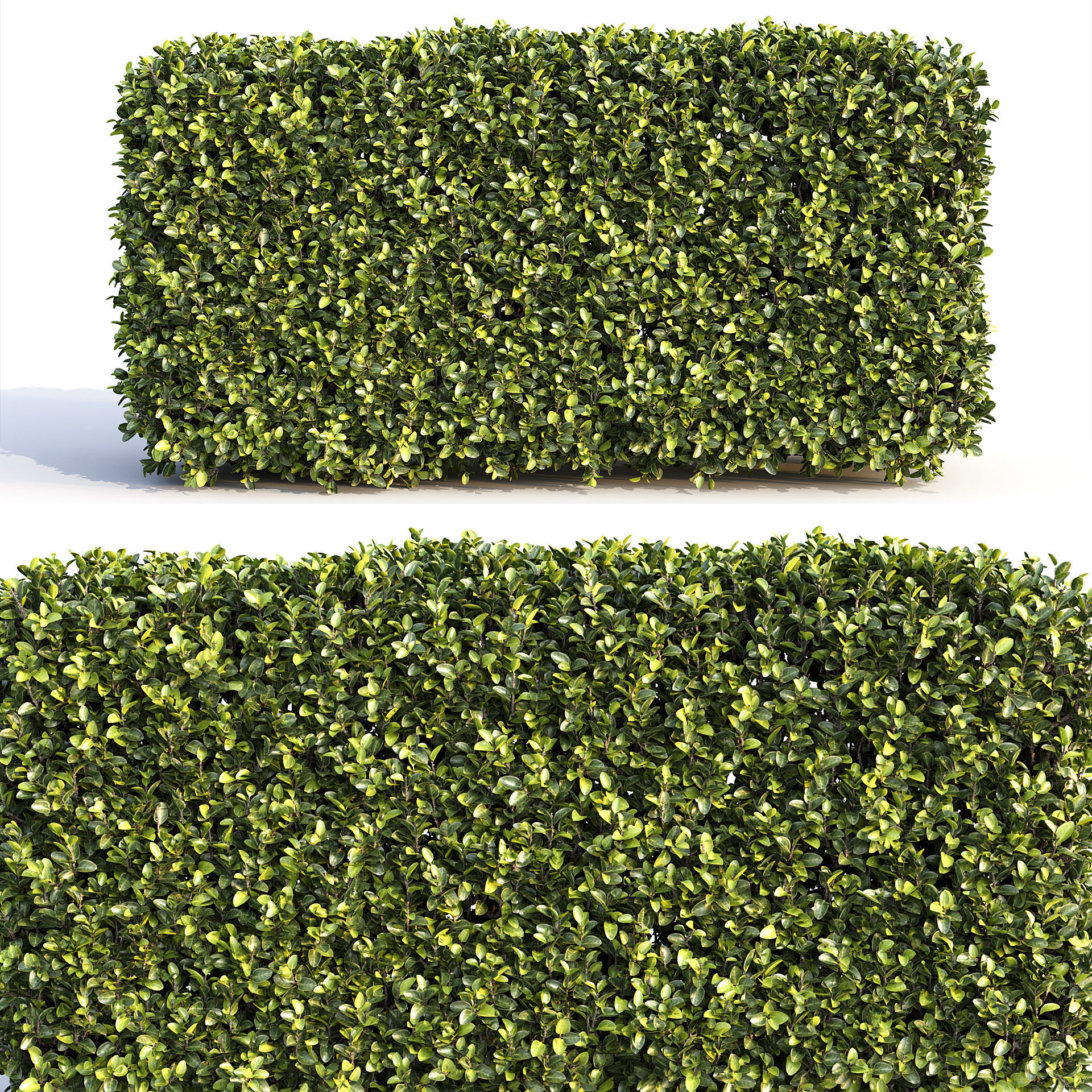 Bushes and Hedges Collection 3D model_14
