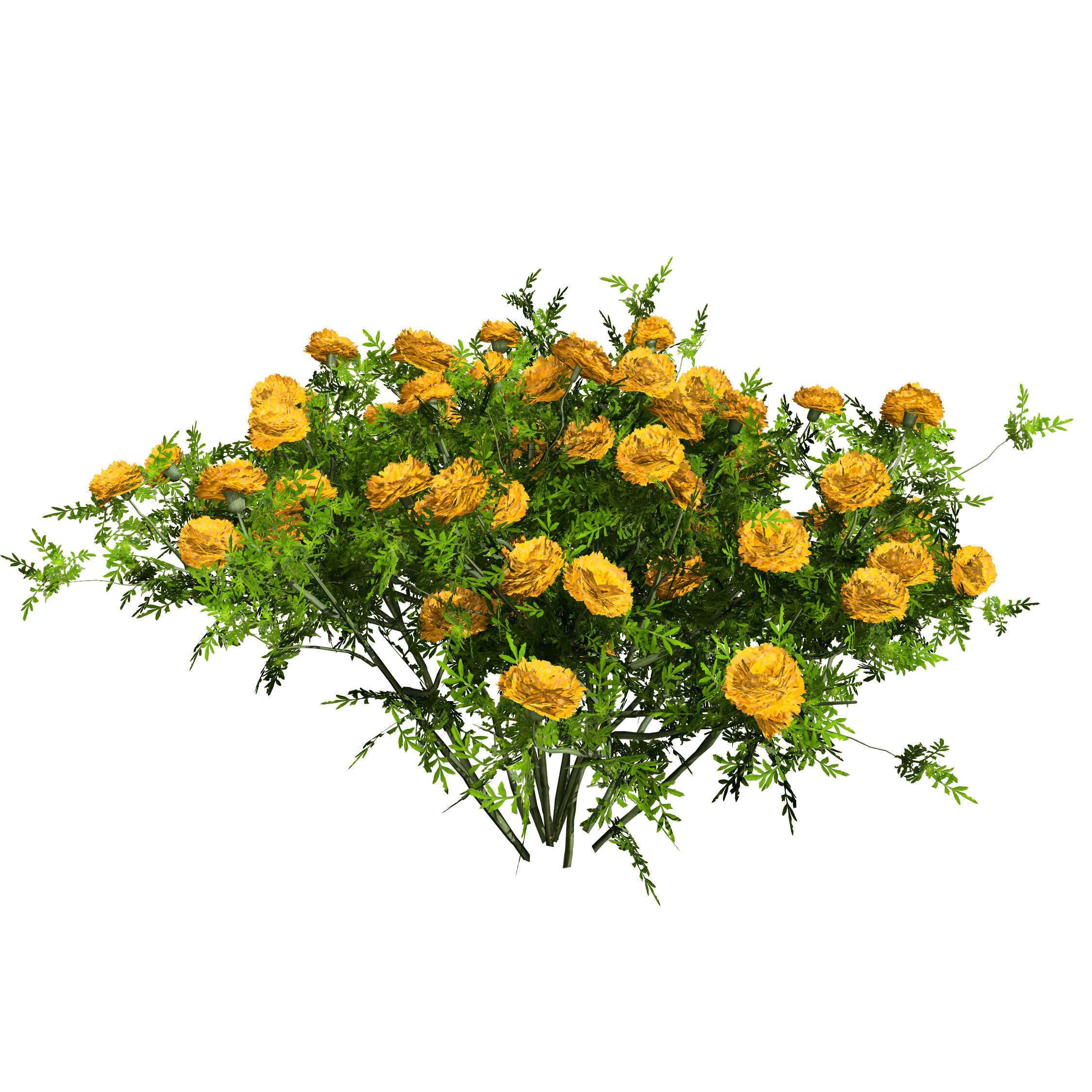 Deep Orange and French marigold Marigolds with free tutorial Low-poly 3D model_6