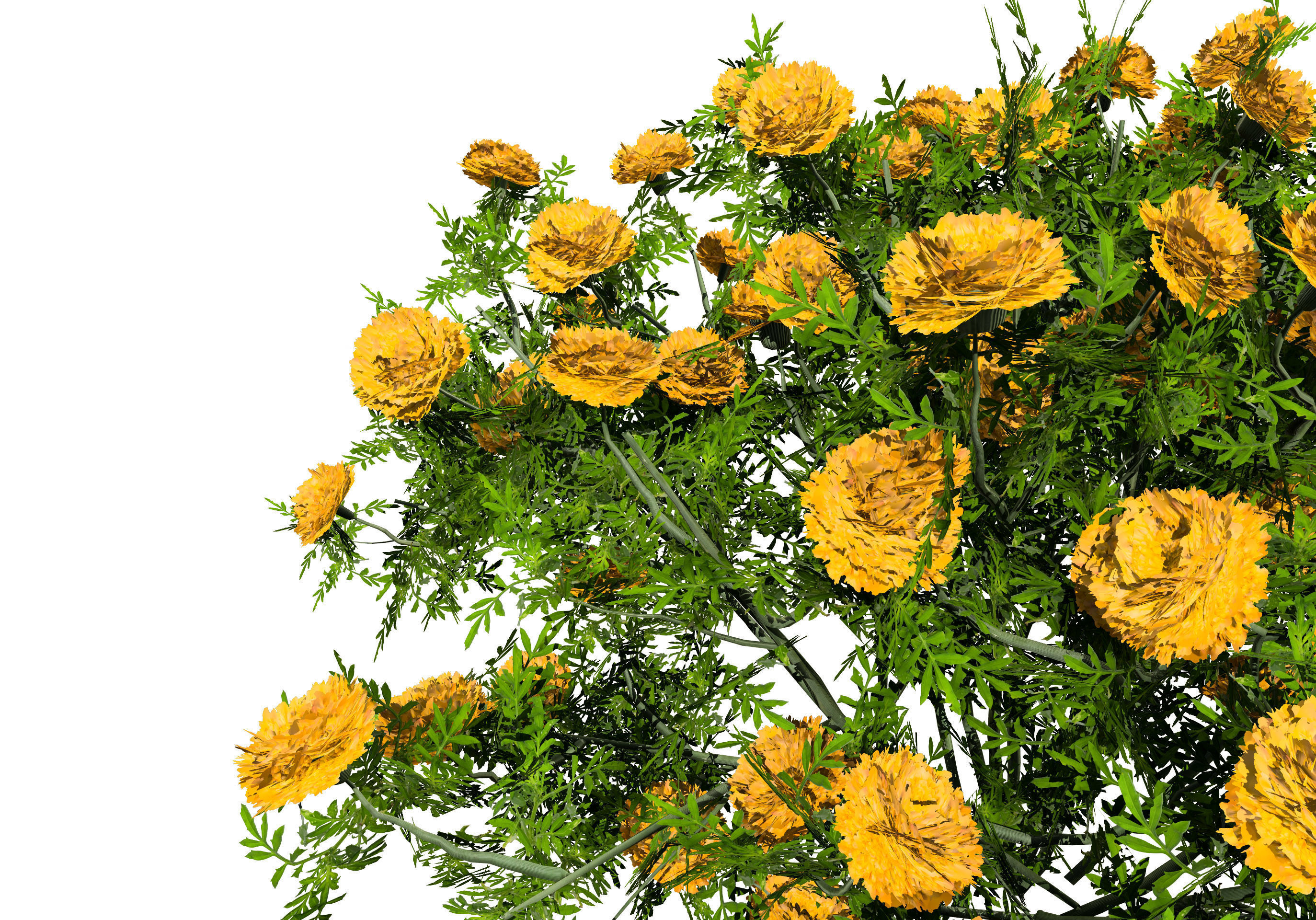 Deep Orange and French marigold Marigolds with free tutorial Low-poly 3D model_5