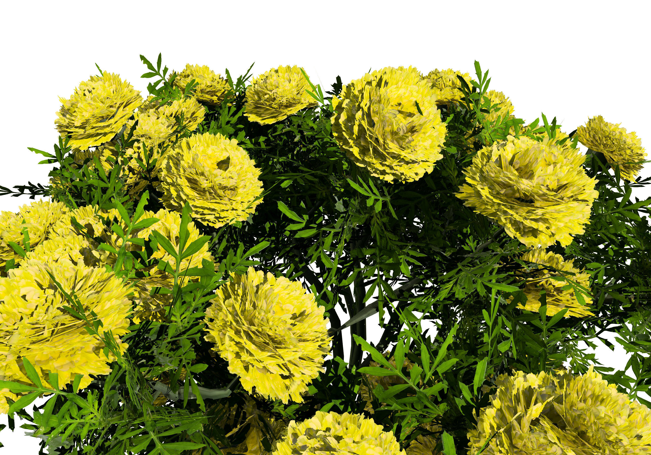 Deep Orange and French marigold Marigolds with free tutorial Low-poly 3D model_8