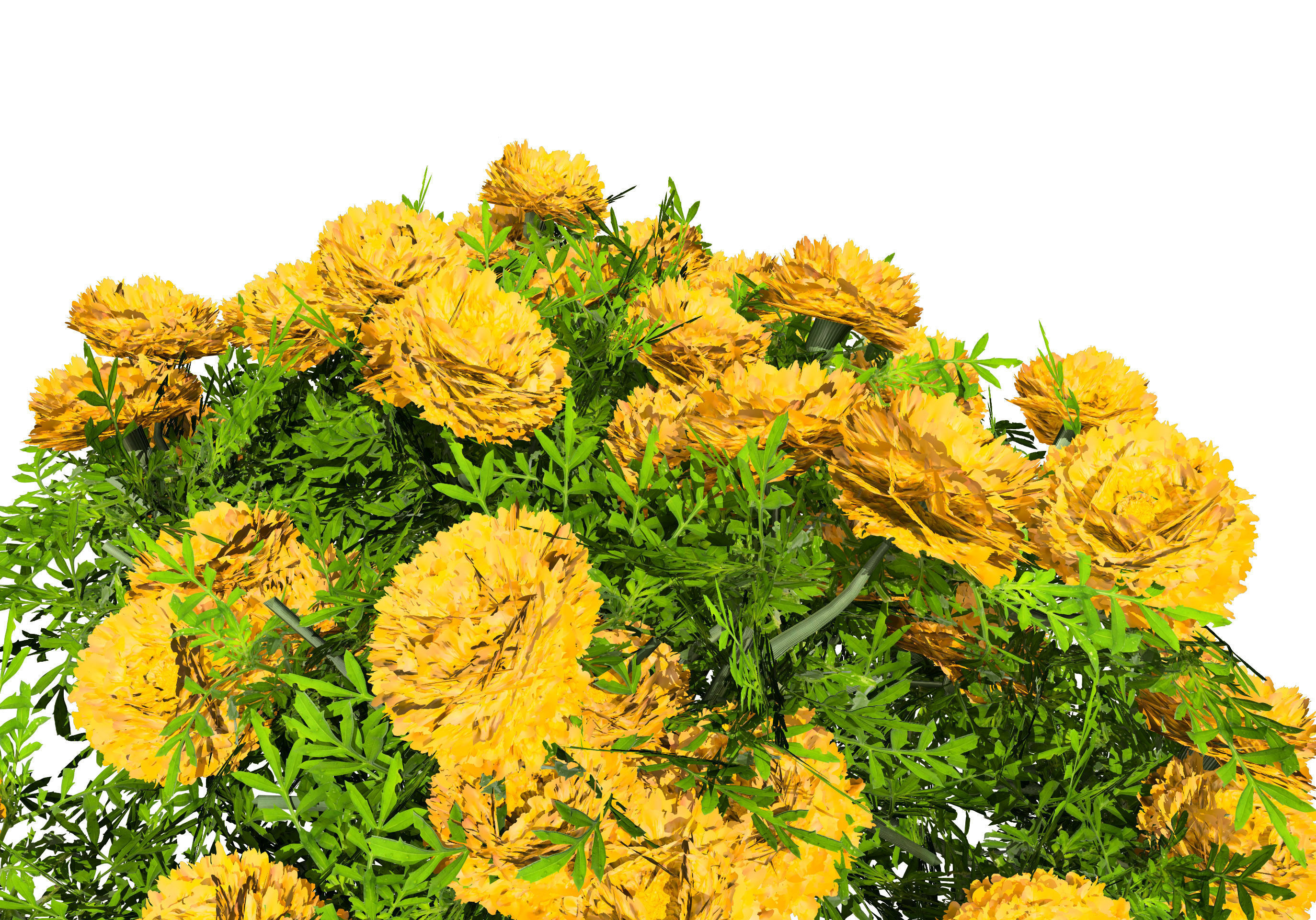 Deep Orange and French marigold Marigolds with free tutorial Low-poly 3D model_7