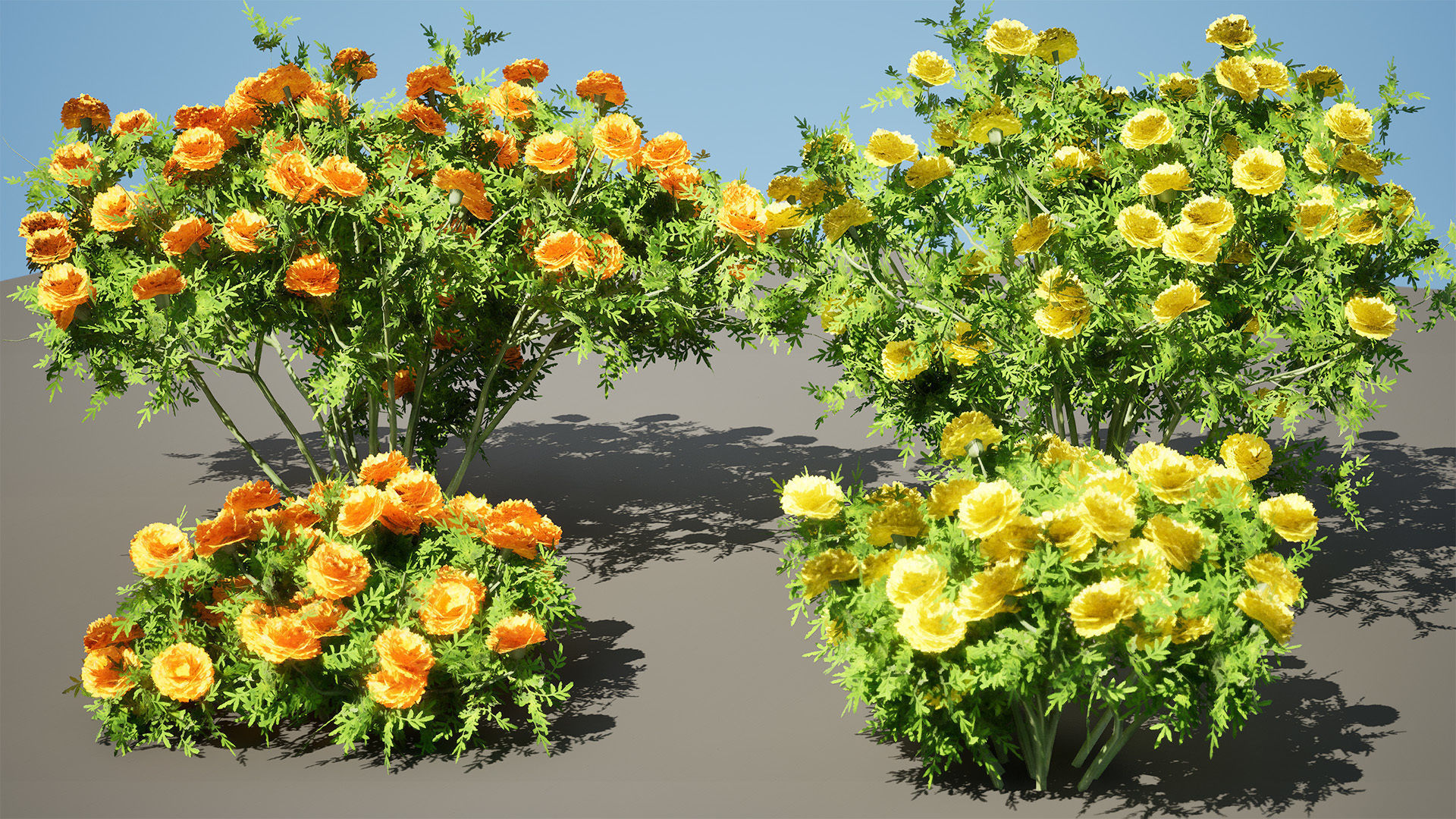 Deep Orange and French marigold Marigolds with free tutorial Low-poly 3D model_4