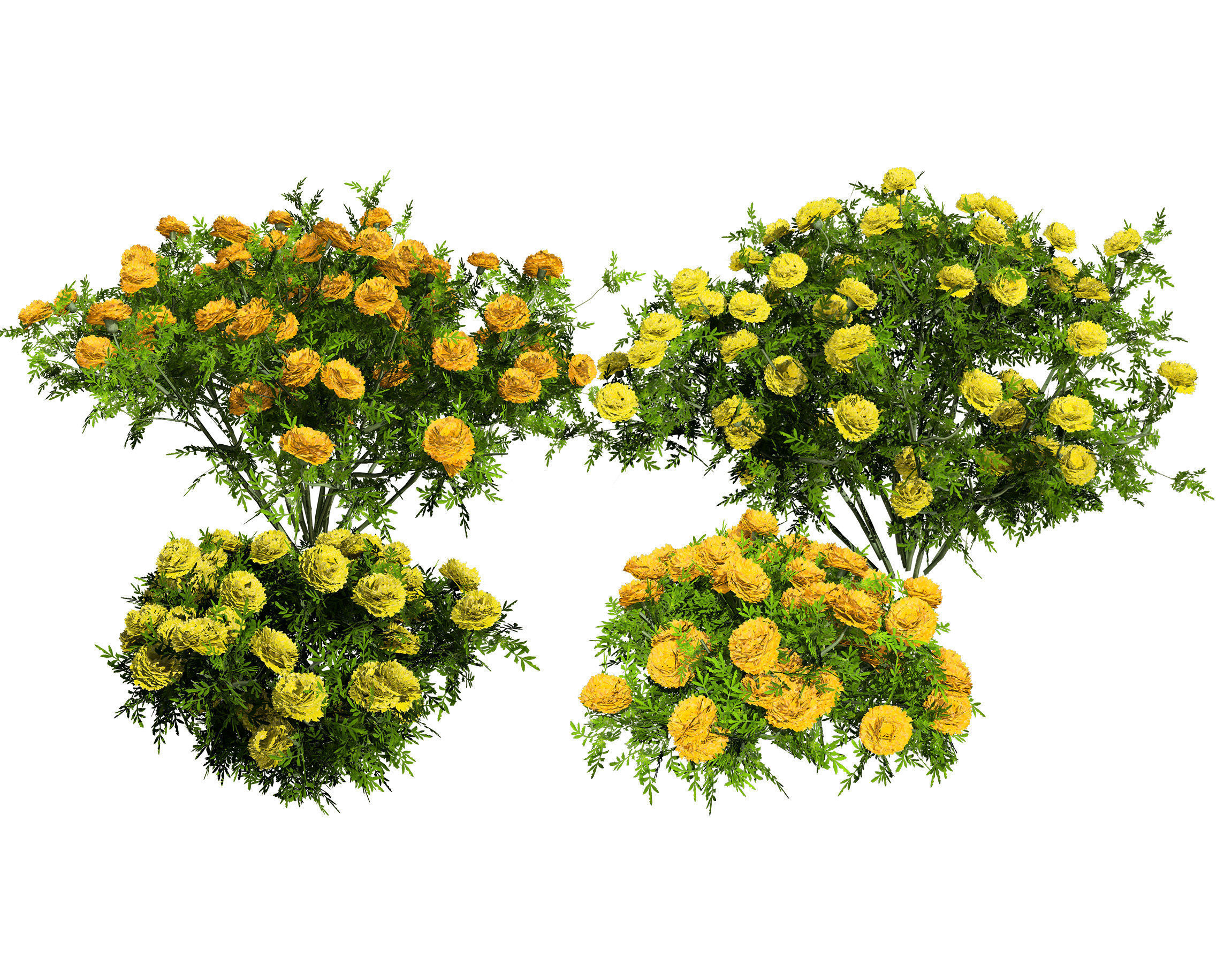Deep Orange and French marigold Marigolds with free tutorial Low-poly 3D model_3