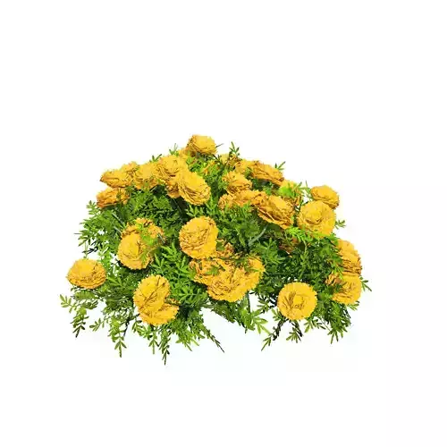 Deep Orange and French marigold Marigolds with free tutorial Low-poly 3D model