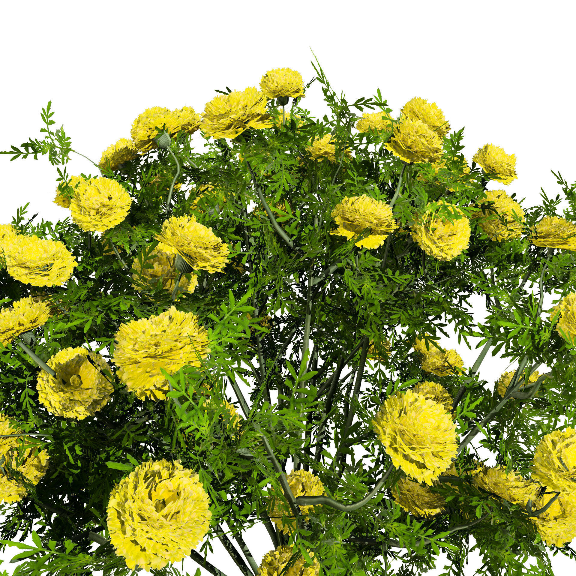 Deep Orange and French marigold Marigolds with free tutorial Low-poly 3D model_11