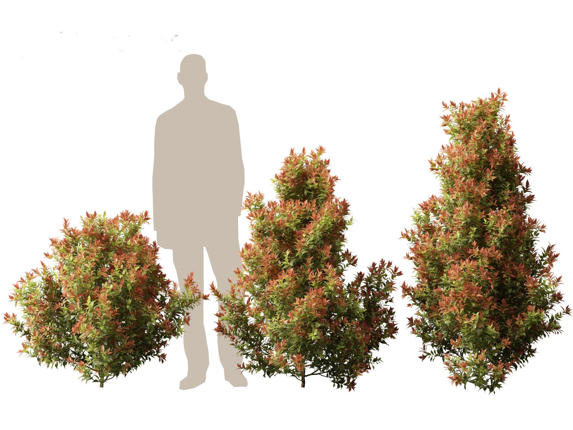 Acmena smithii Allyn Magic -Lilly Pilly 3D model_4