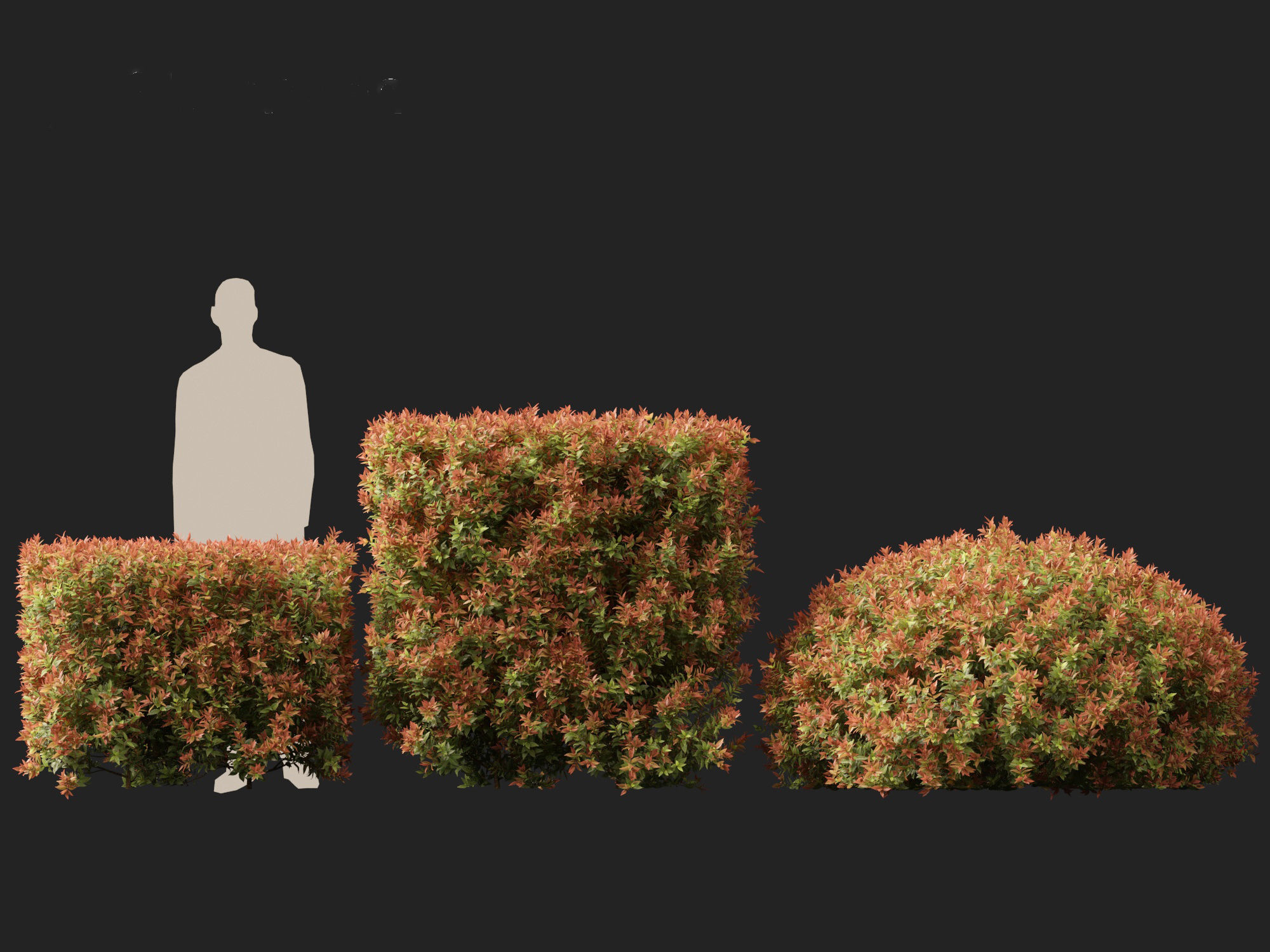 Acmena smithii Allyn Magic -Lilly Pilly 3D model_7