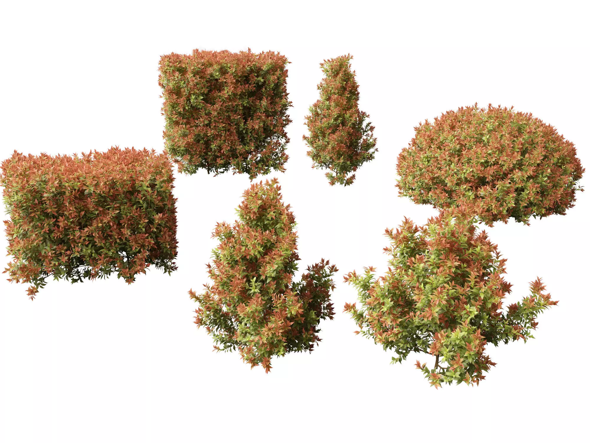 Acmena smithii Allyn Magic -Lilly Pilly 3D model_0